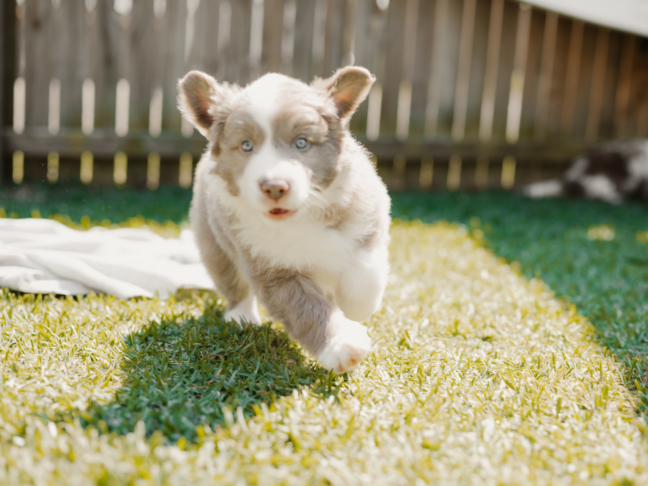 Goldies Collies — Pups. Natural and candid photography Jean Santiago