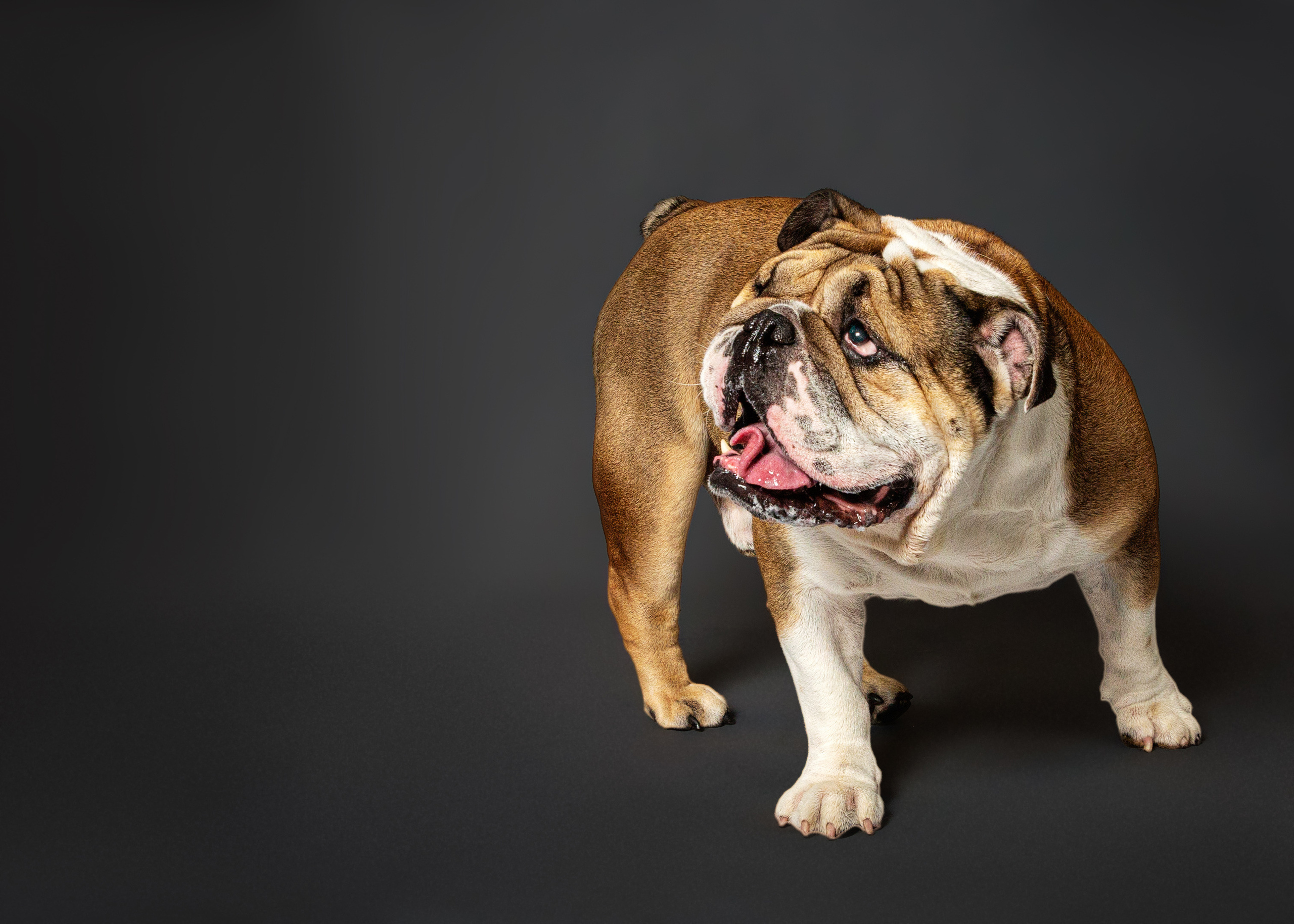 Pet Photography. Pet, Senior, Landscape, portrait studio, photographer in Miami and Sou