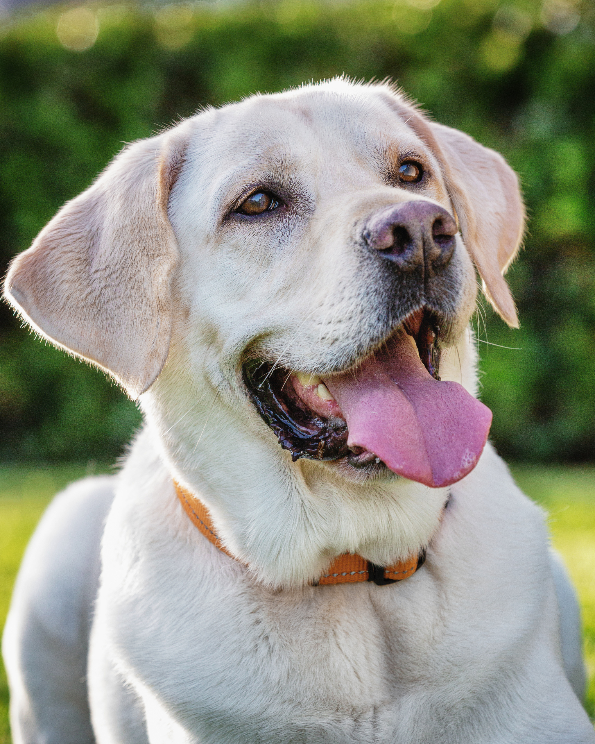 Pet Photography. Pet, Senior, Landscape, portrait studio, photographer in Miami and Sou