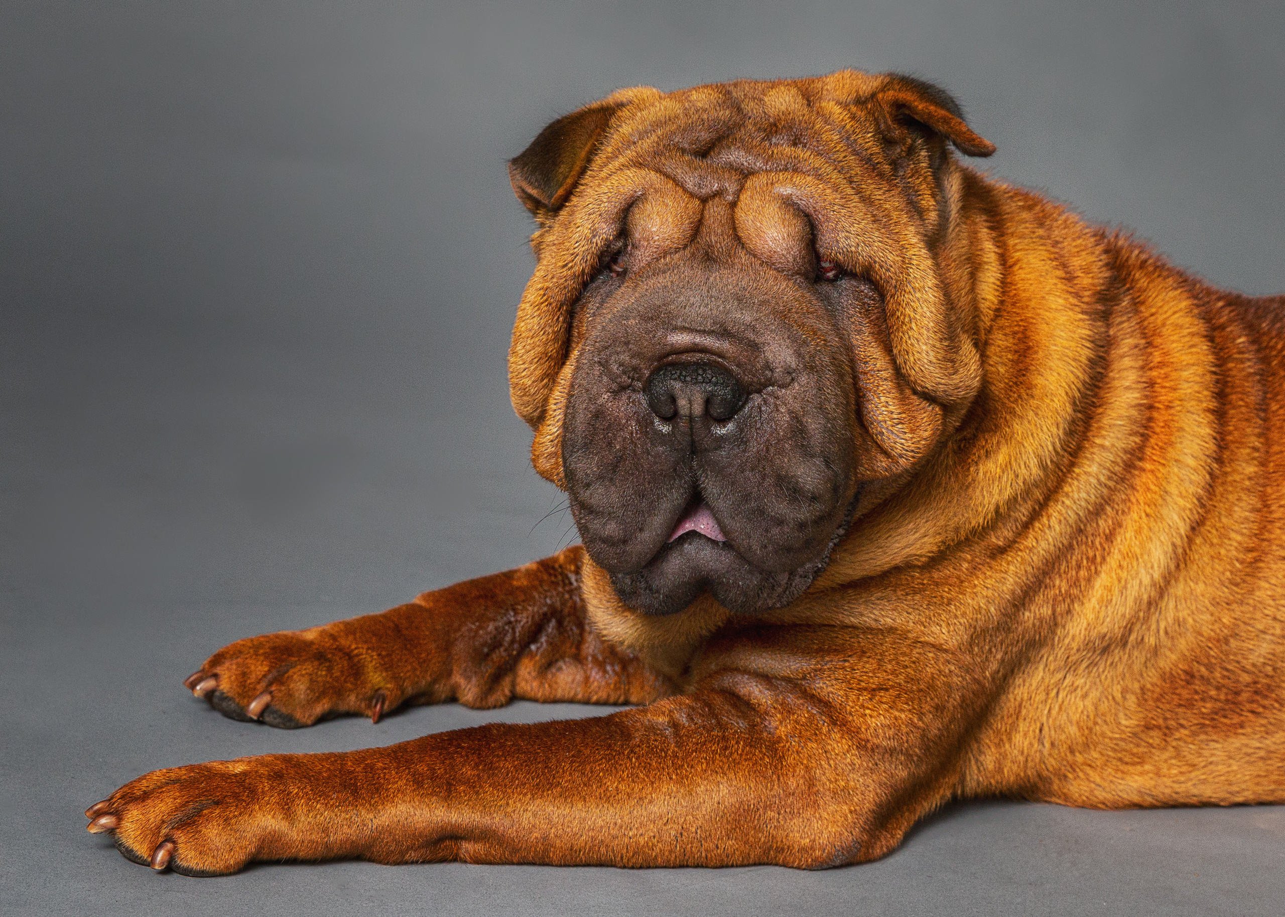 Pet Photography. Pet, Senior, Landscape, portrait studio, photographer in Miami and Sou