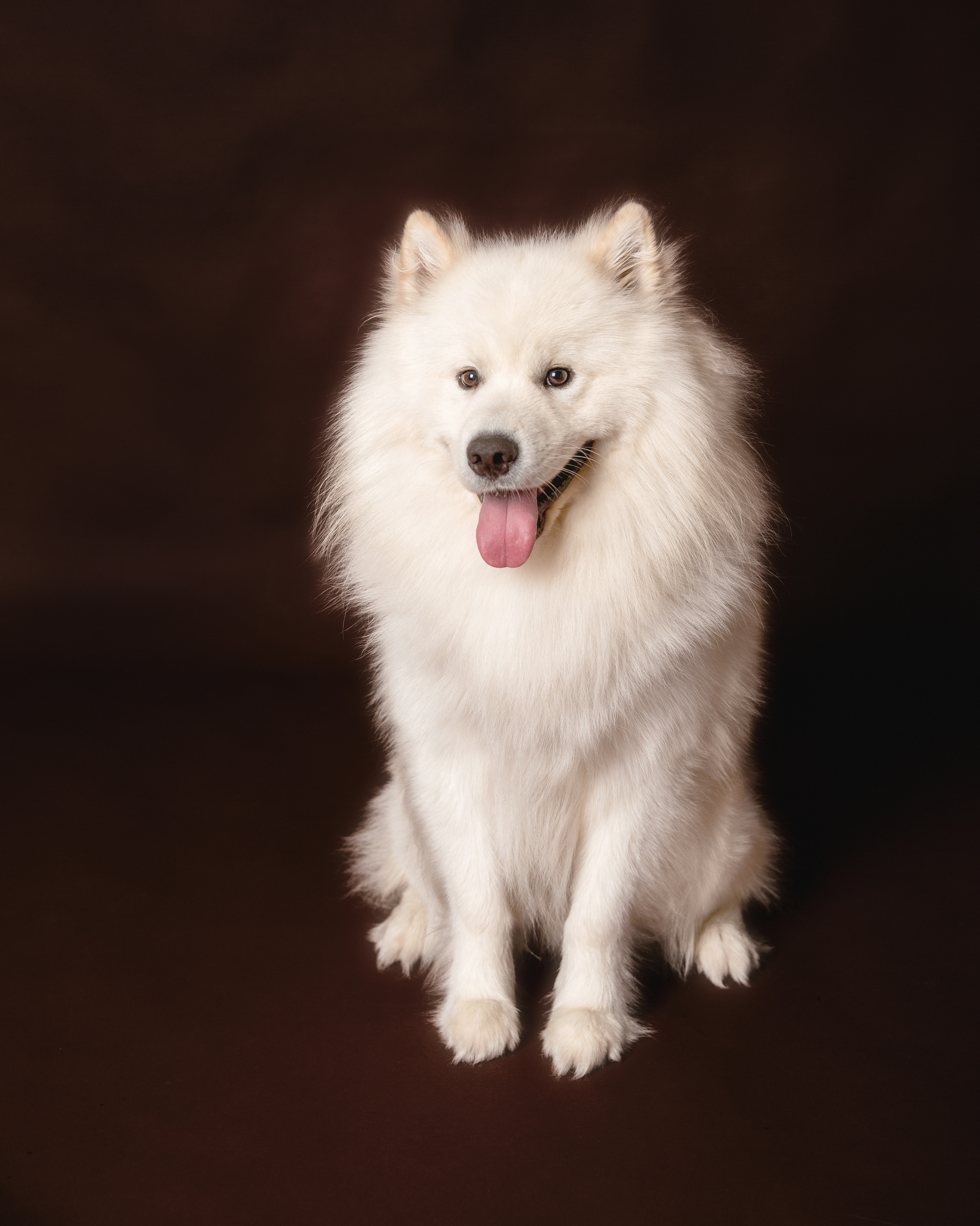 Pet Photography. Pet, Senior, Landscape, portrait studio, photographer in Miami and Sou