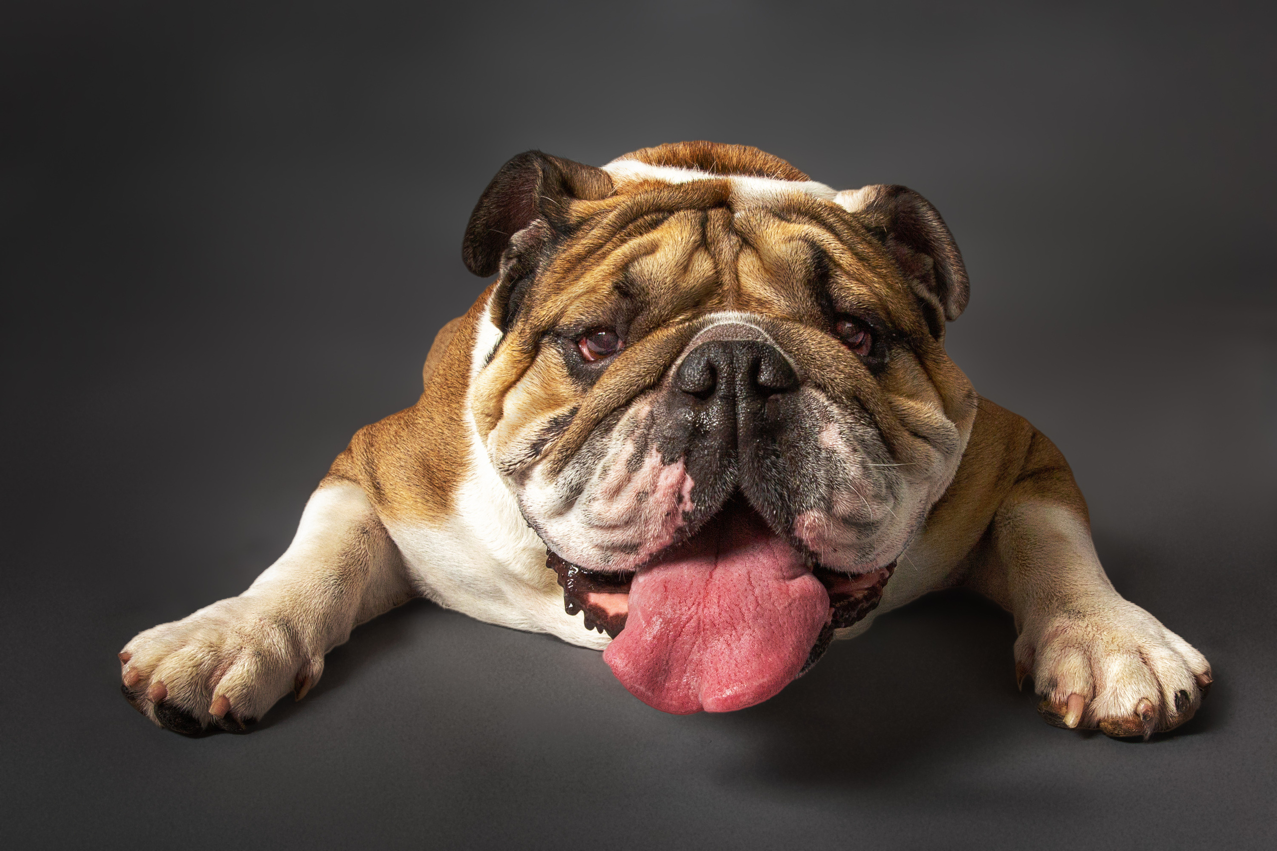 Pet Photography. Pet, Senior, Landscape, portrait studio, photographer in Miami and Sou