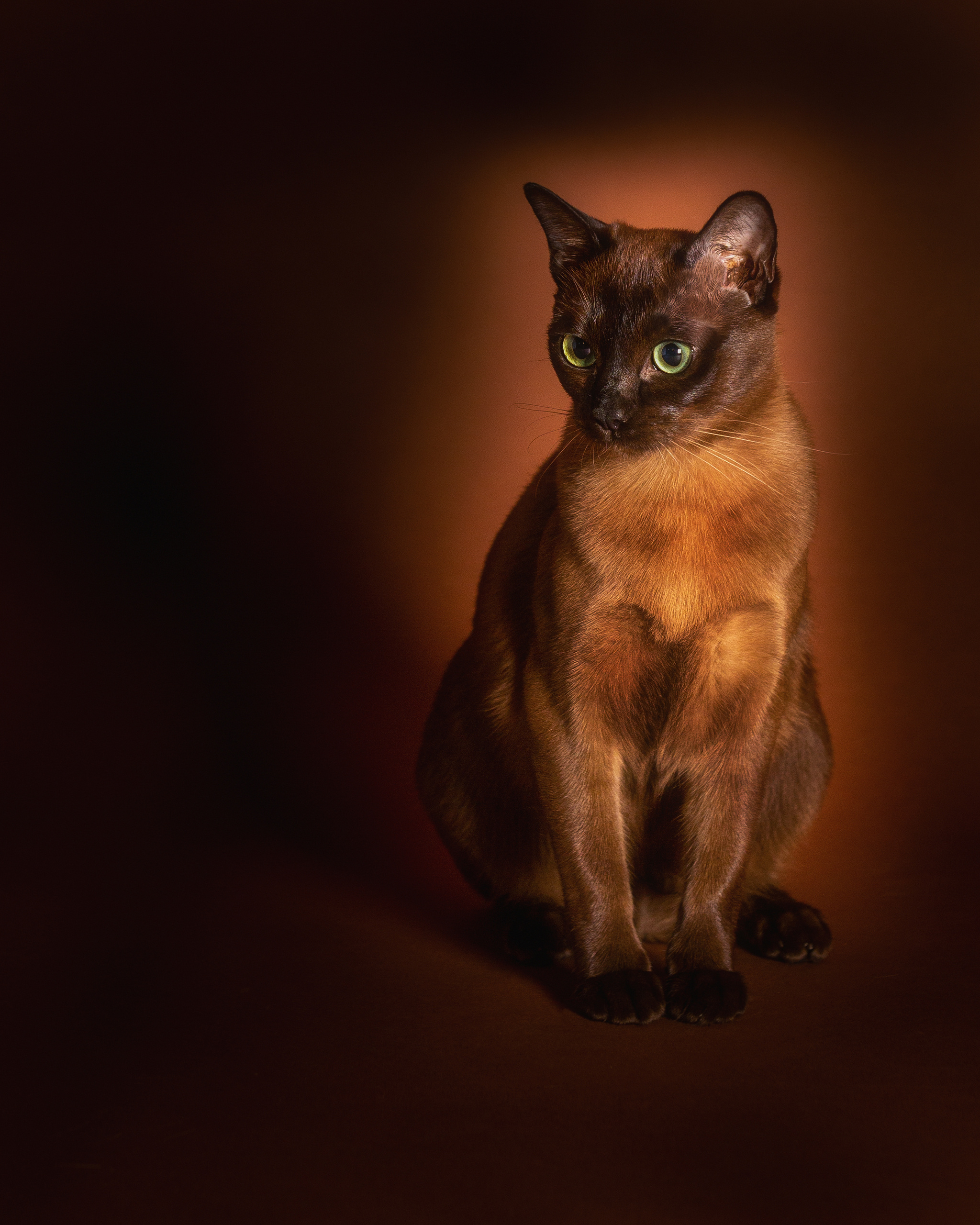 Pet Photography. Pet, Senior, Landscape, portrait studio, photographer in Miami and Sou