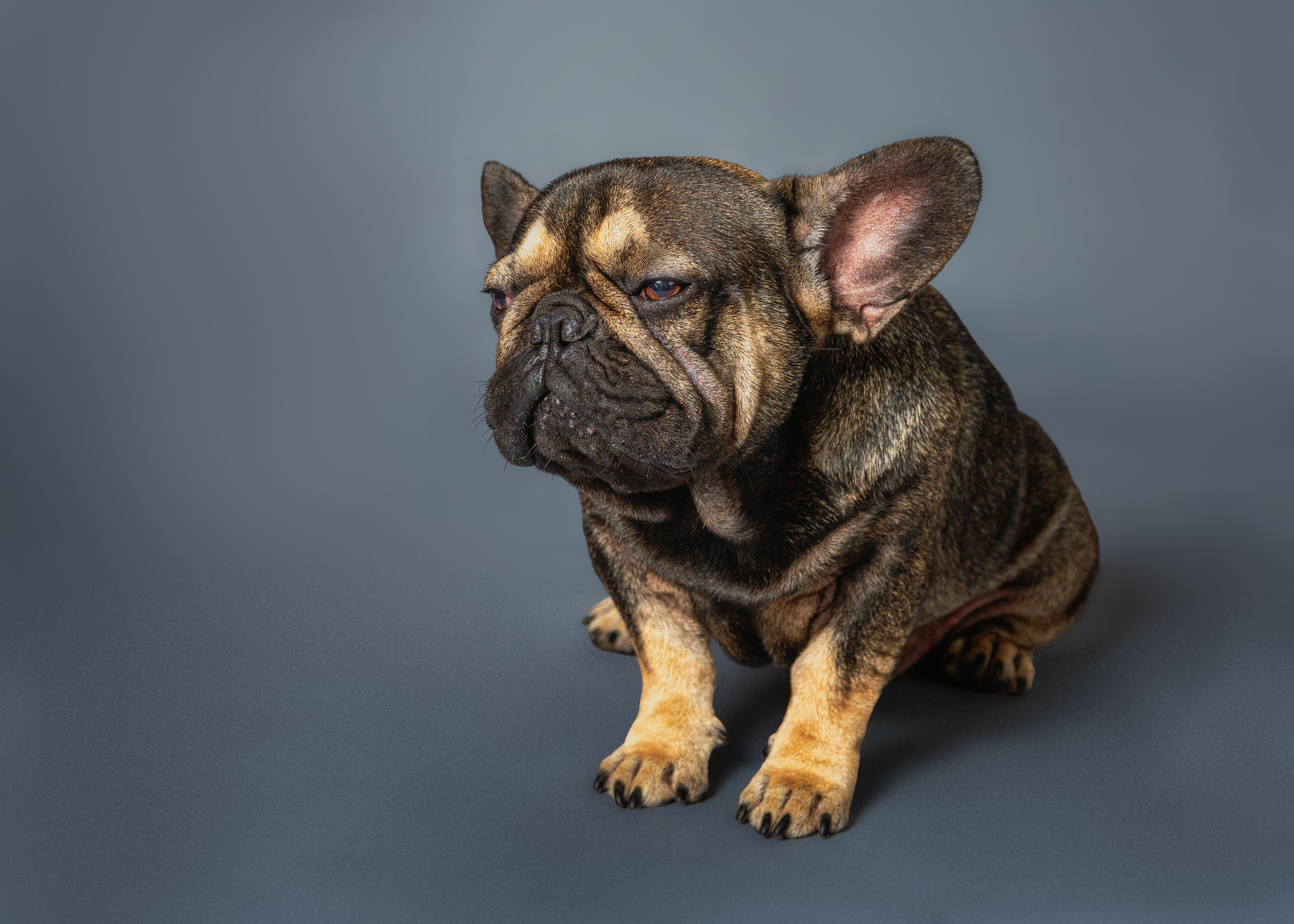 Pet Photography. Pet, Senior, Landscape, portrait studio, photographer in Miami and Sou