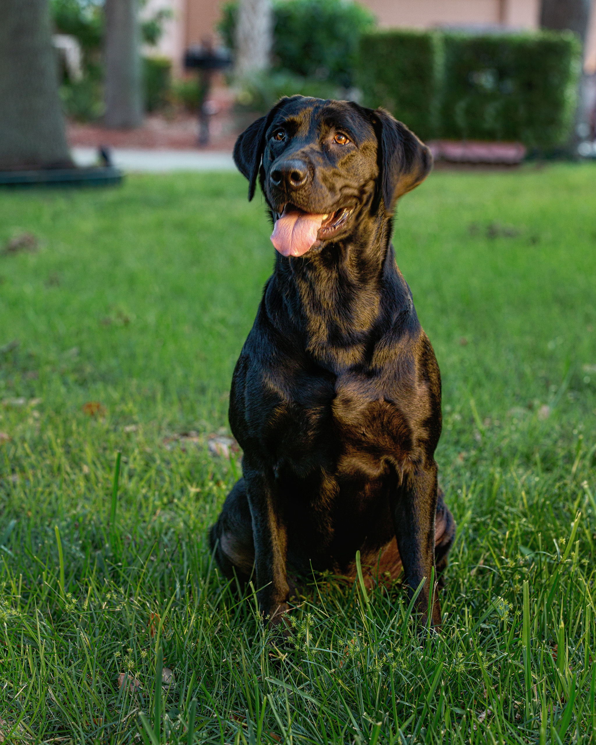 Pet Photography. Pet, Senior, Landscape, portrait studio, photographer in Miami and Sou