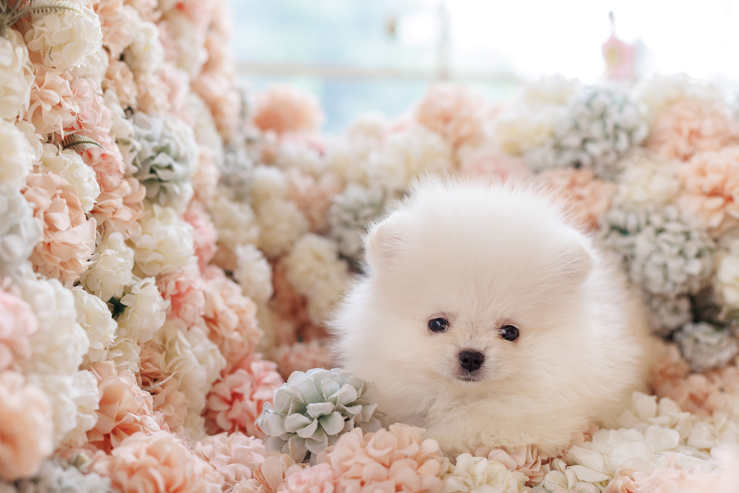 Pomeranian puppies. Семейный фотограф в Кишинёве Пулькина Ольга