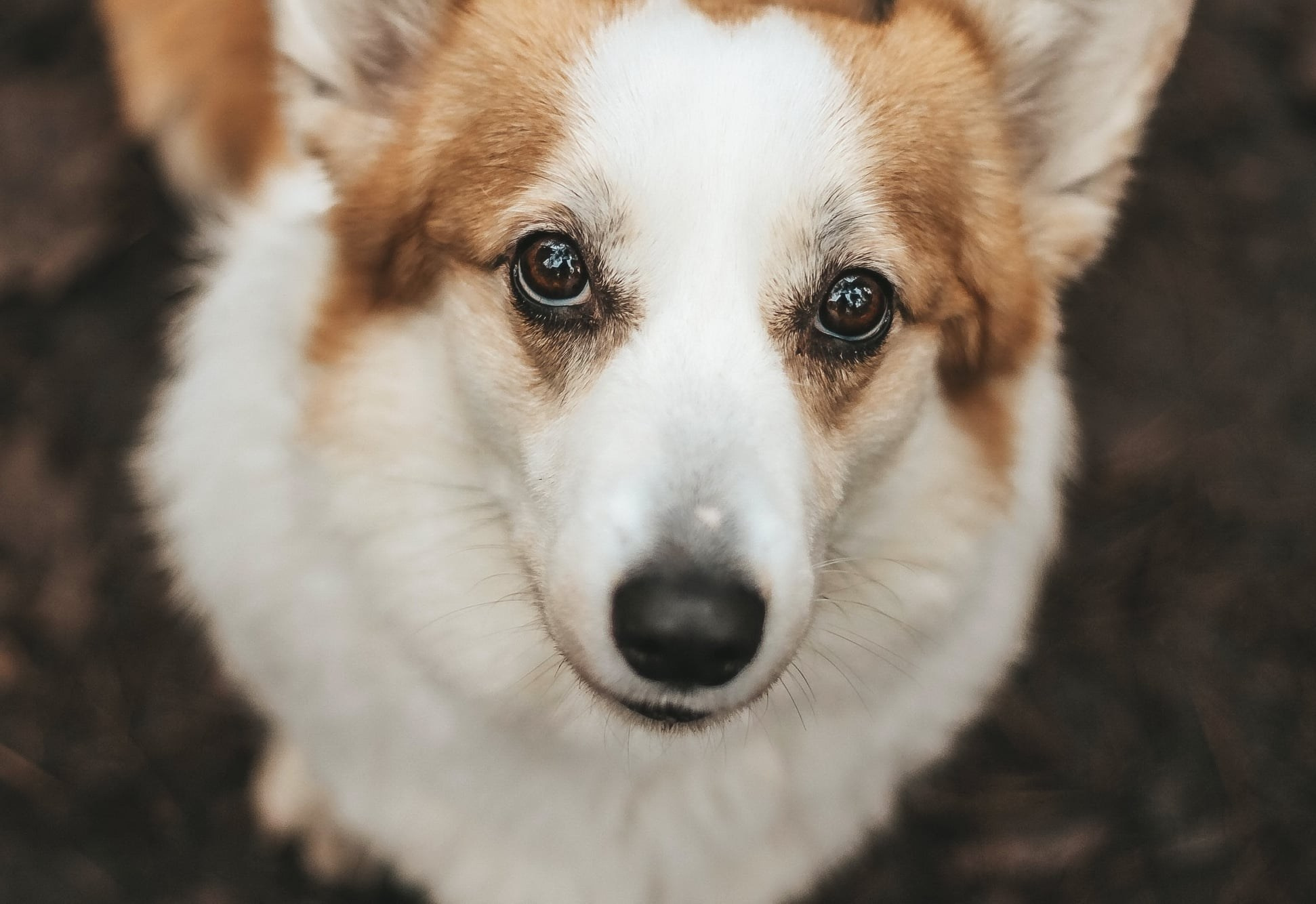 Порт анімал общ. Репортажний фотограф/анімаліст КИЇВ