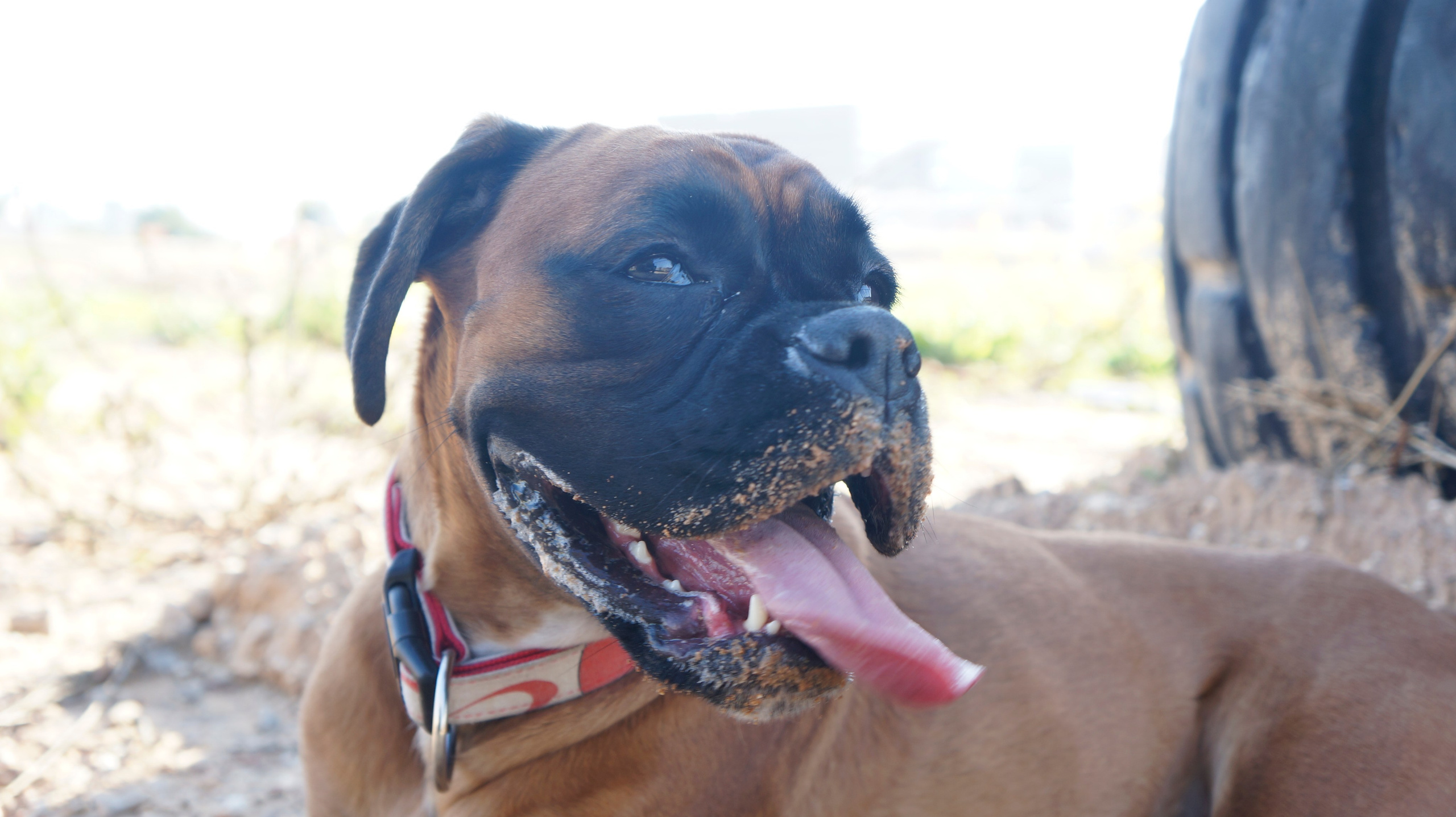 My ״Star״ Boxer Dog