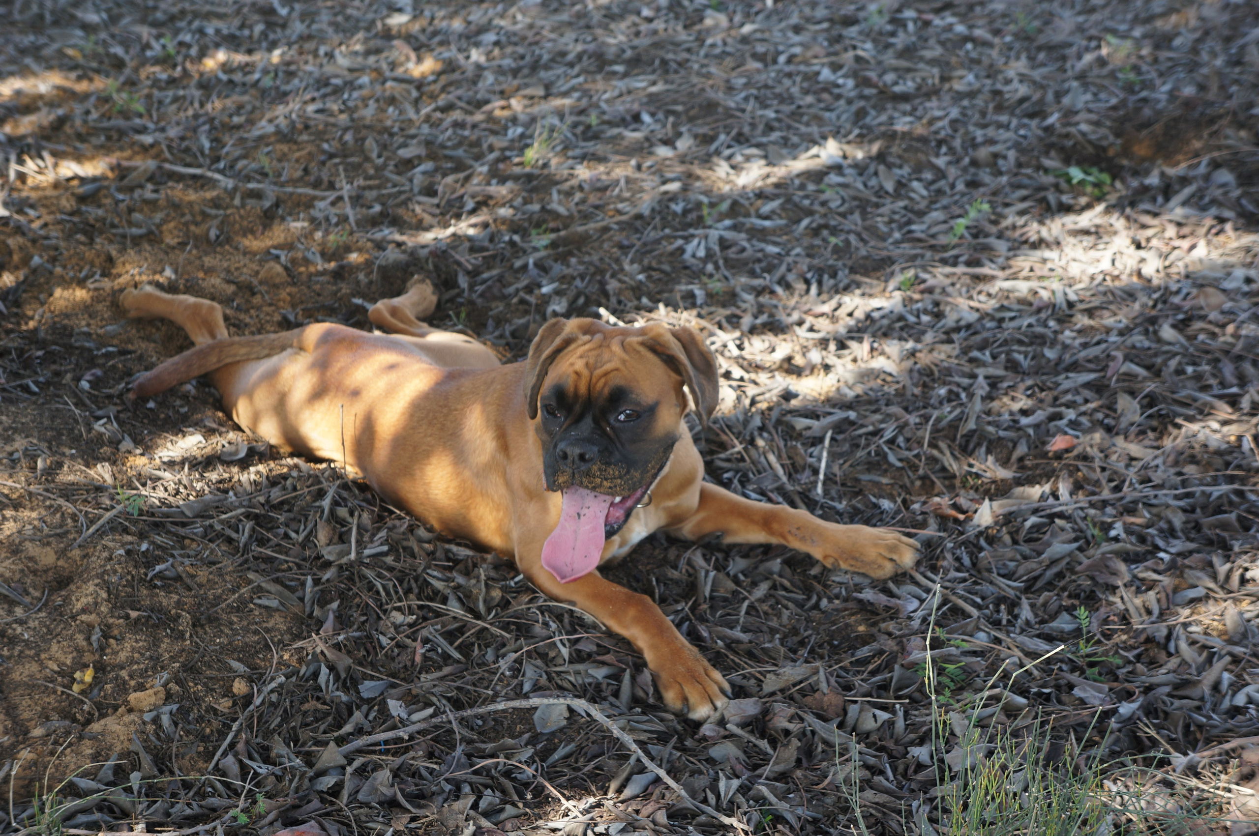 My ״Star״ Boxer Dog