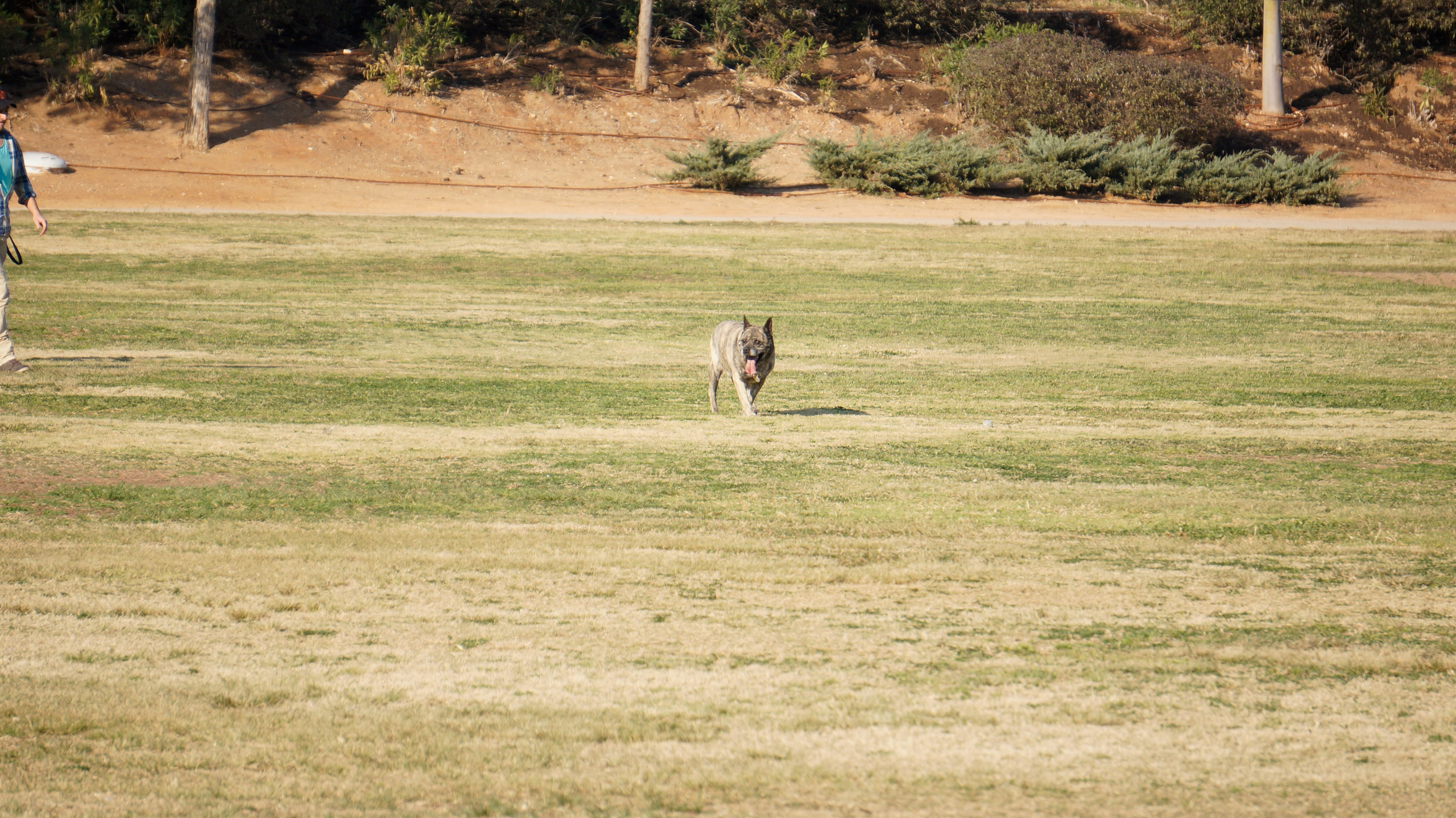 My ״Star״ Boxer Dog