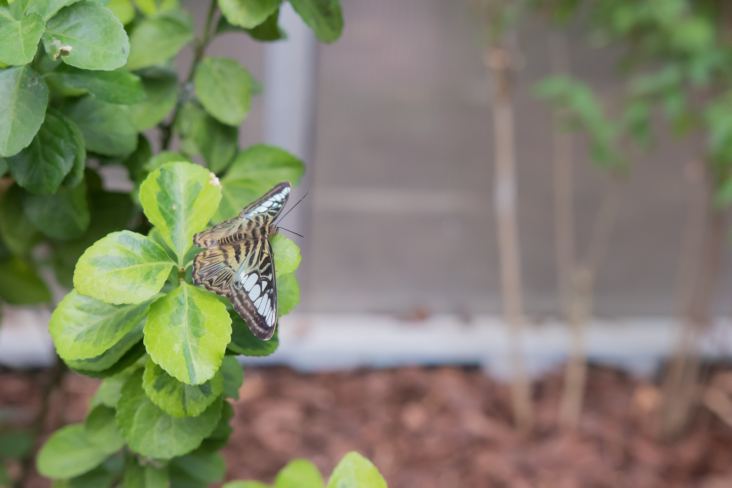 ~Animale si alte vietati~. Andreea Ivan art-Fotograf Constanta, Fotograf profesionist Constanta, Fotograf de nunta Constanta, botez, sedinte foto cu tematica, portret