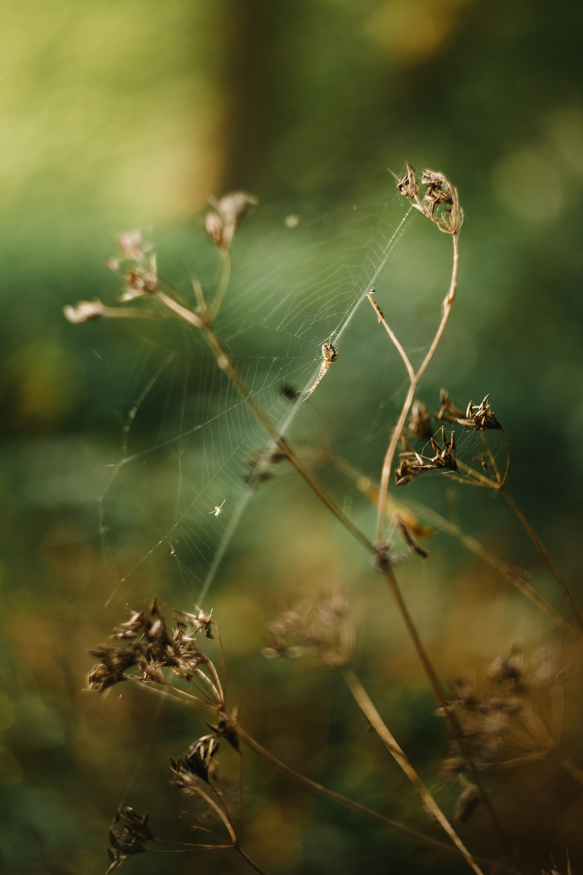 Grodno. Kaja | fotograf we Wrocławiu | ludzie i psy