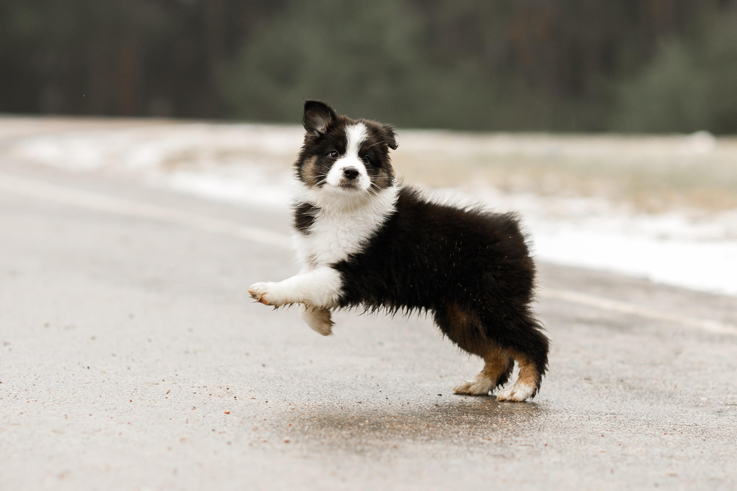 Pack of aussie puppies. Kaja | fotograf psów we Wrocławiu