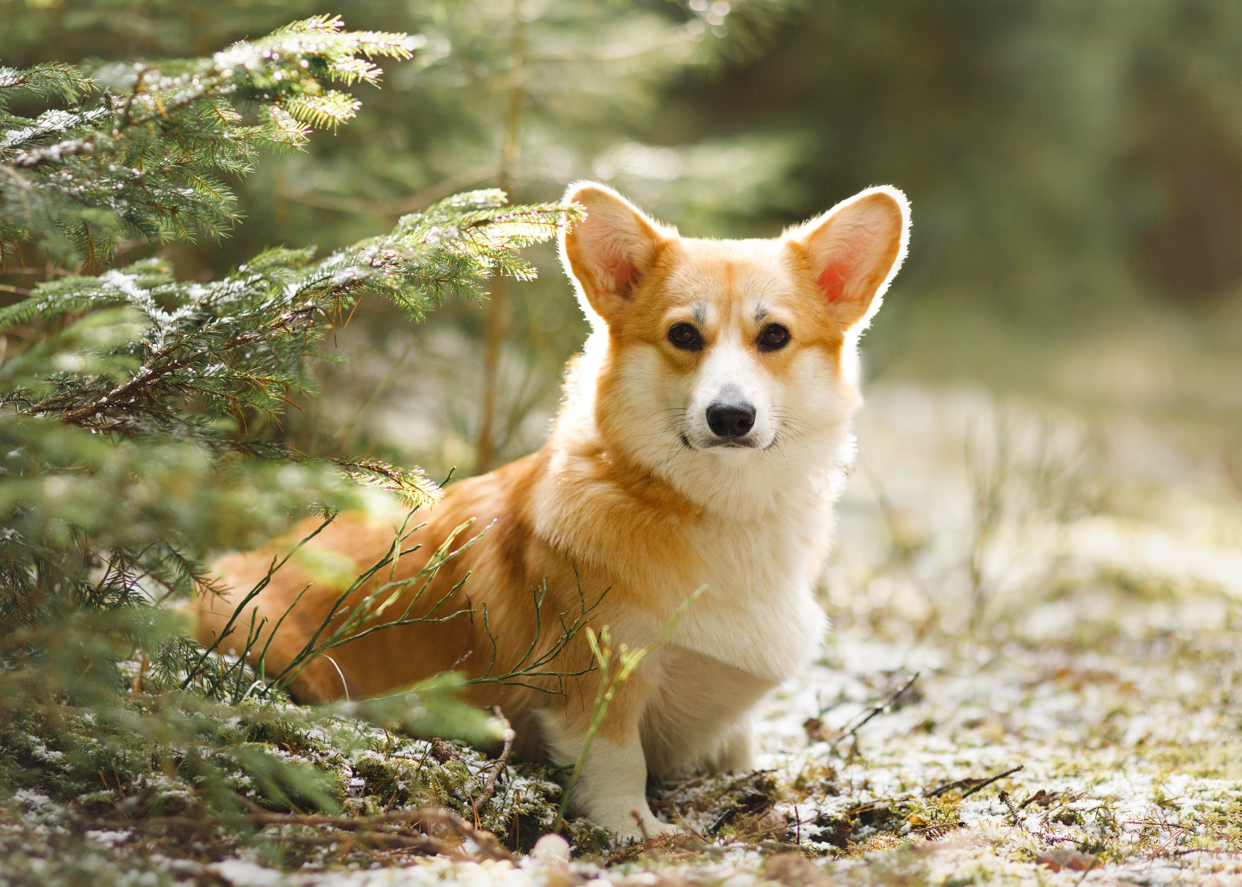 Corgi kennel & some other dogs in the forest. Kaja | fotograf psów we Wrocławiu