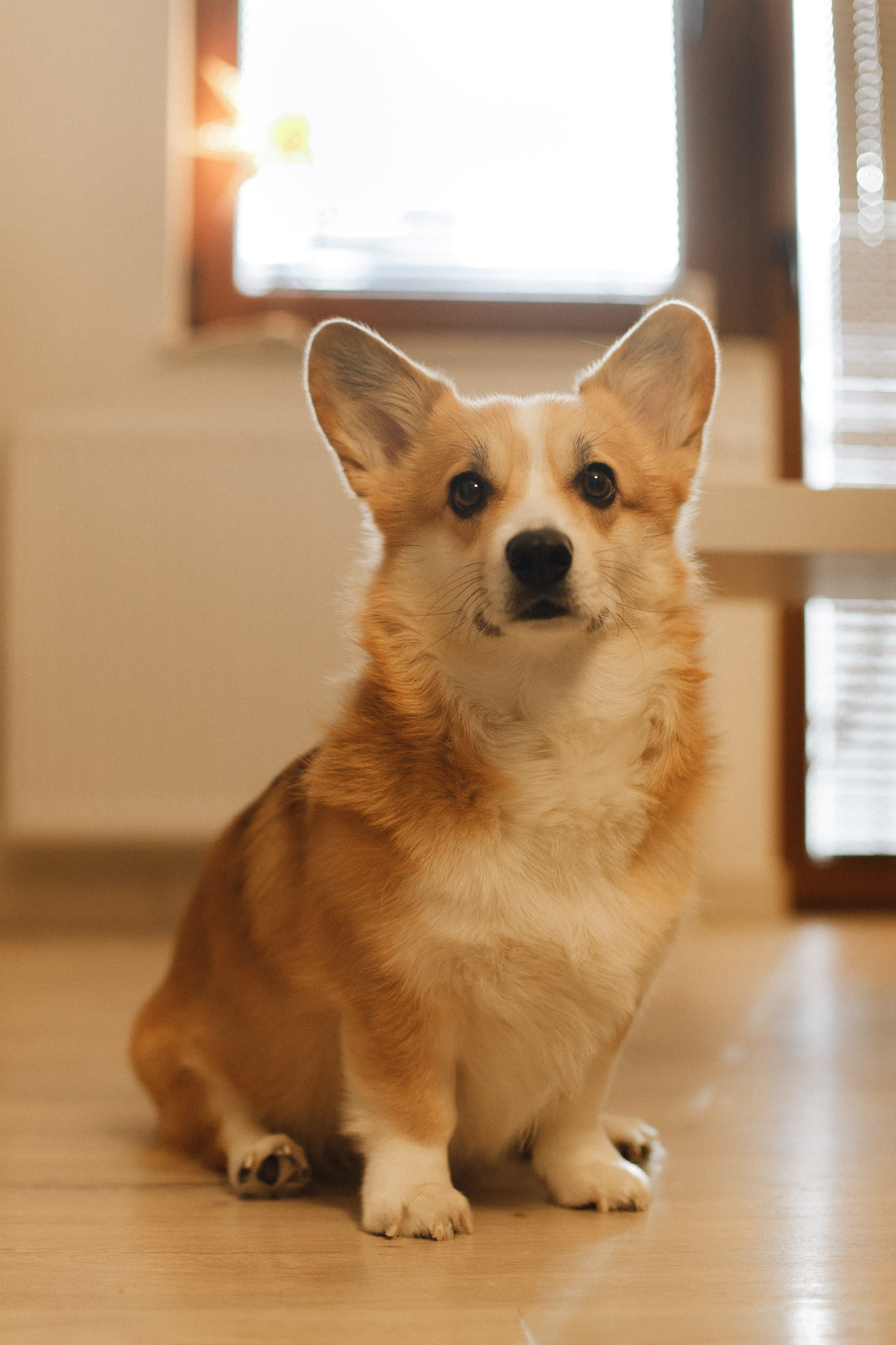 Dasha & Daisy. Kaja | fotograf psów we Wrocławiu