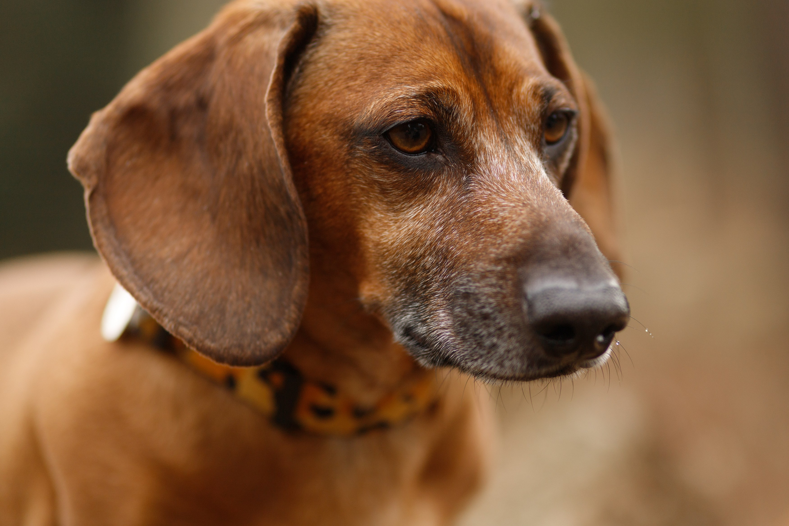 Ania, Franek & Vincent. Kaja | fotograf psów we Wrocławiu