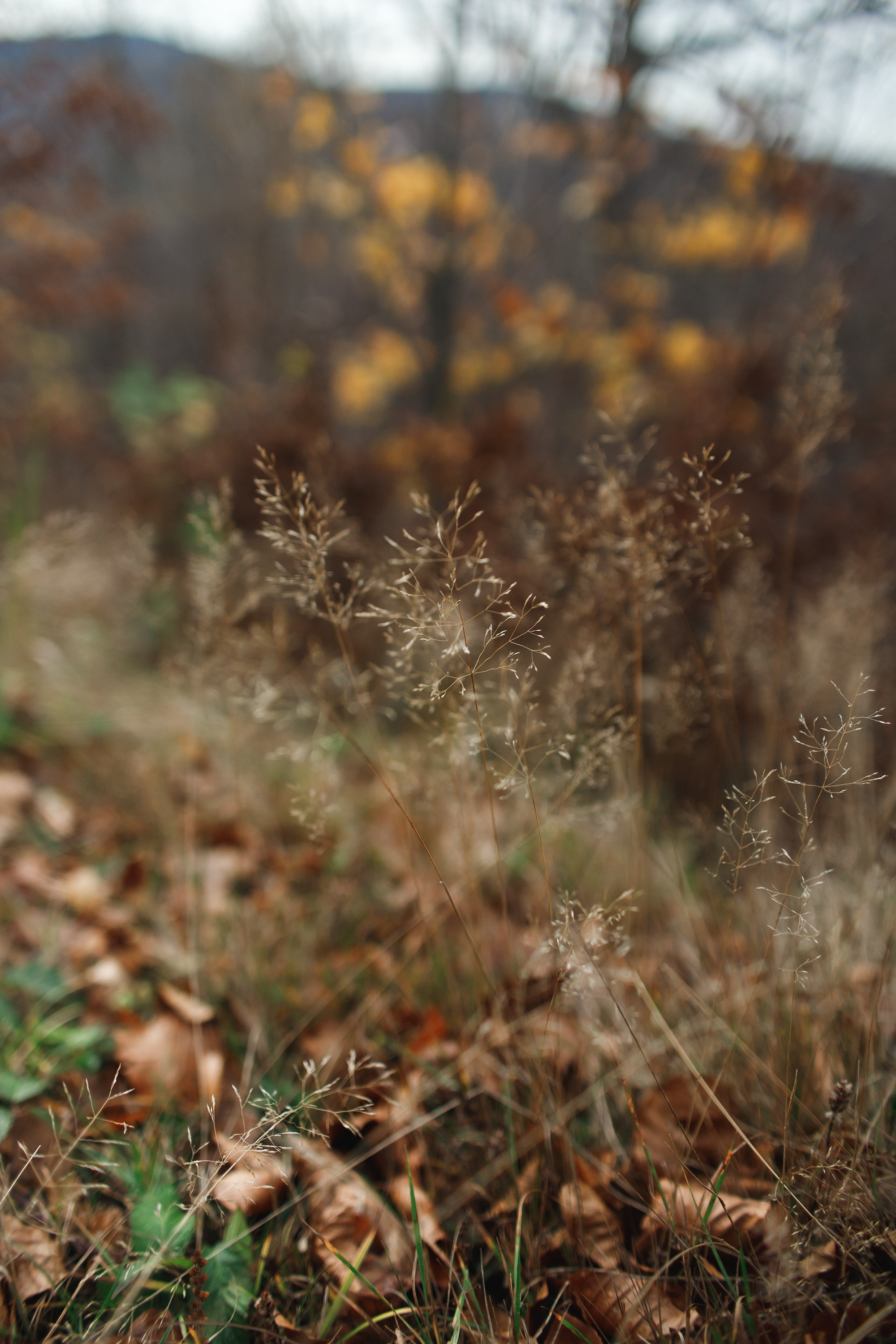 Sowie góry. Kaja | fotograf we Wrocławiu | ludzie i psy