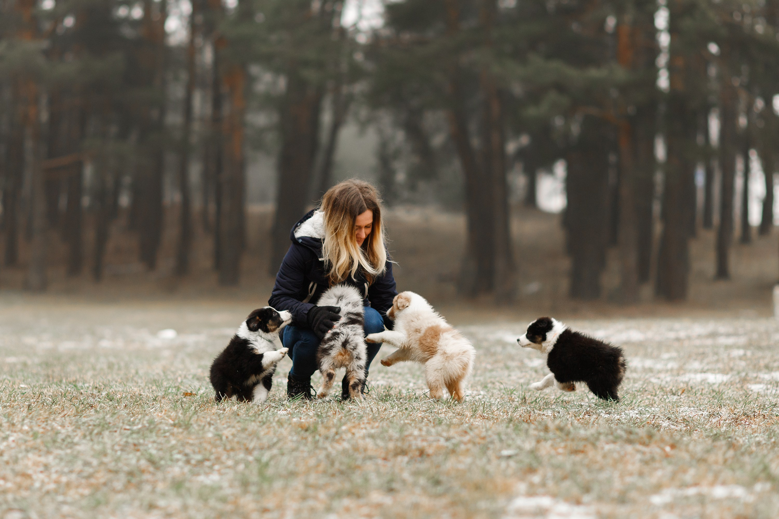 Pack of aussie puppies. Kaja | fotograf psów we Wrocławiu