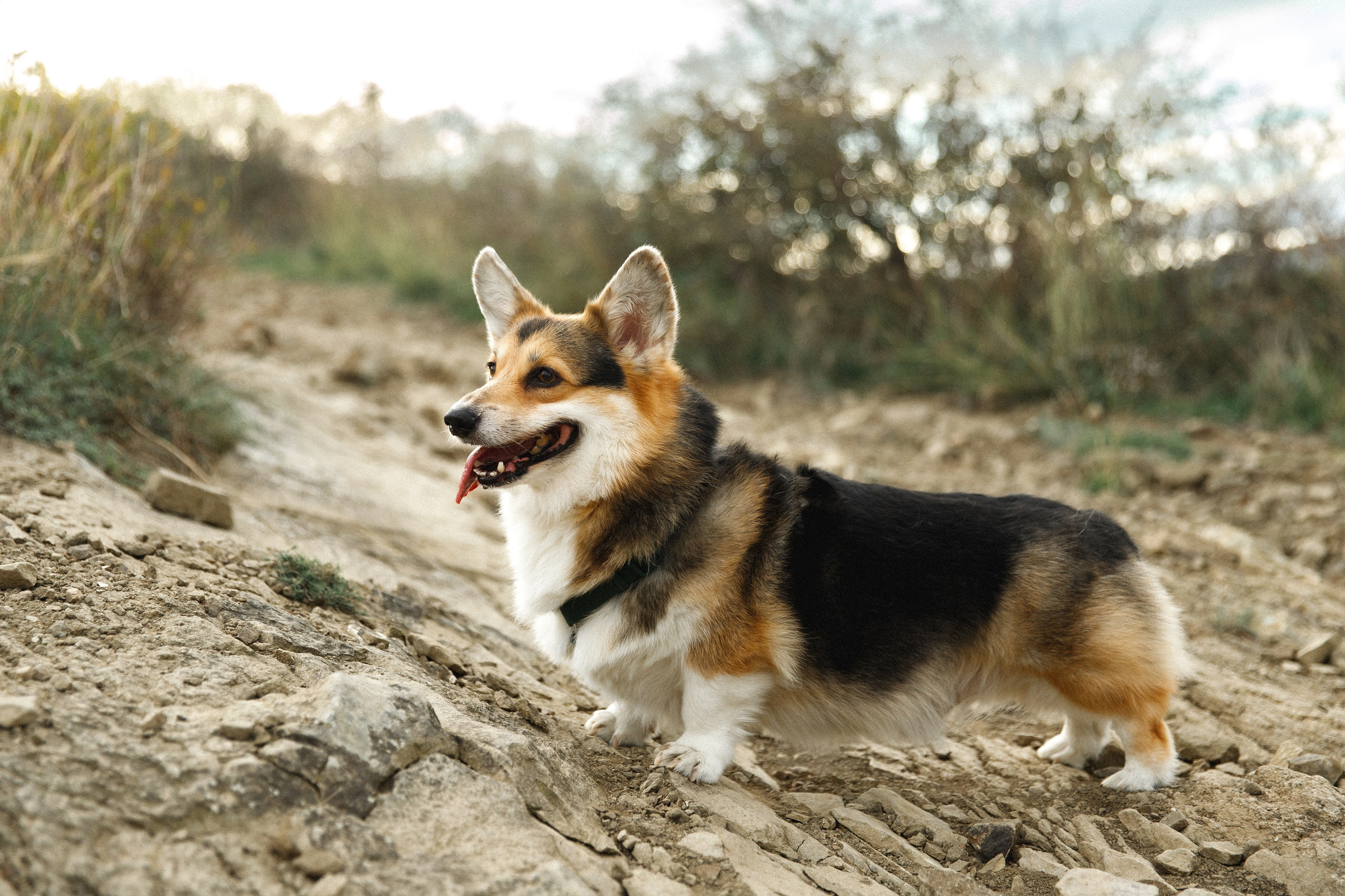 Sasha & Leonid. Kaja | fotograf psów we Wrocławiu