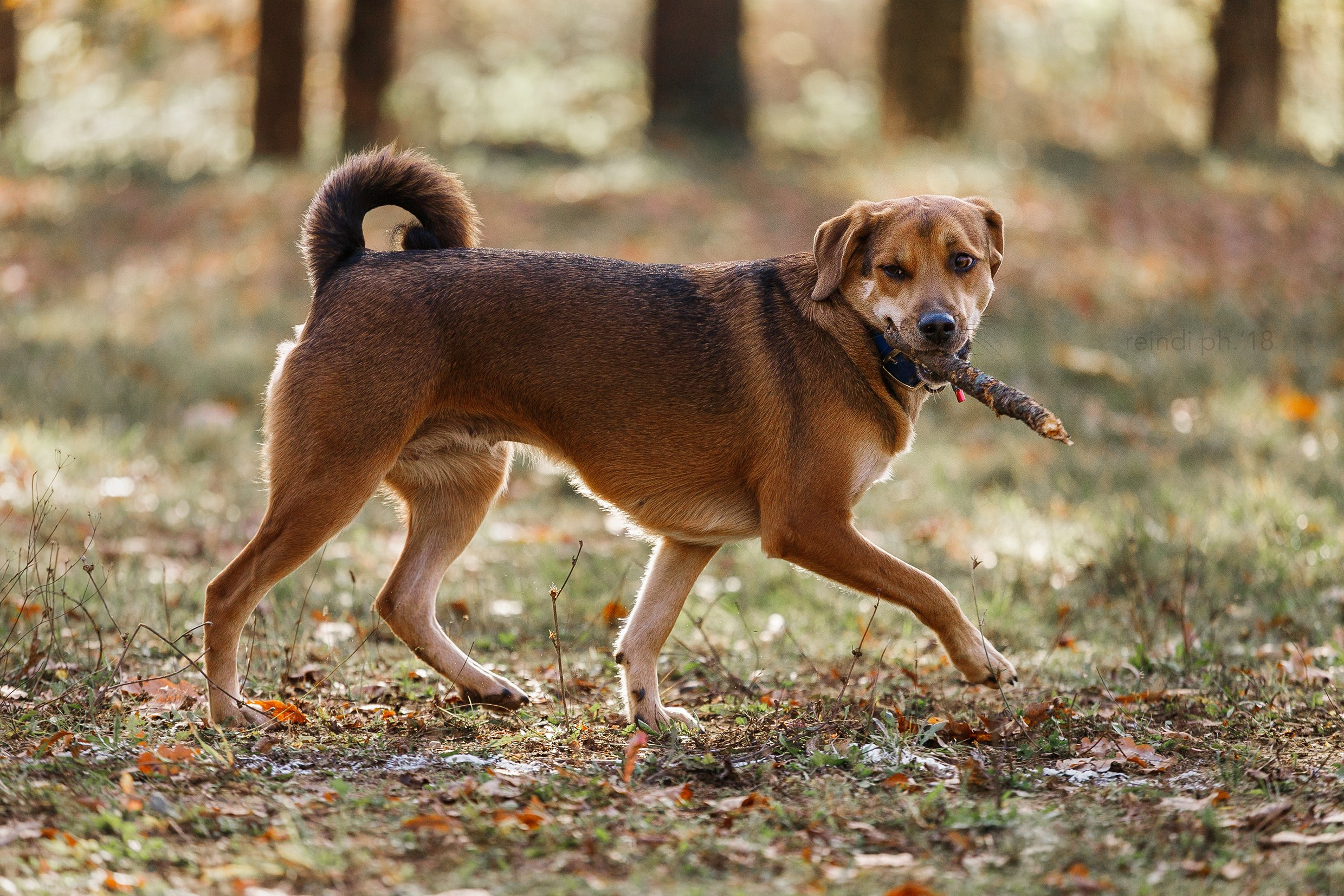 Frisbee and dog puller championship | autumn. Kaja | fotograf we Wrocławiu | ludzie i psy