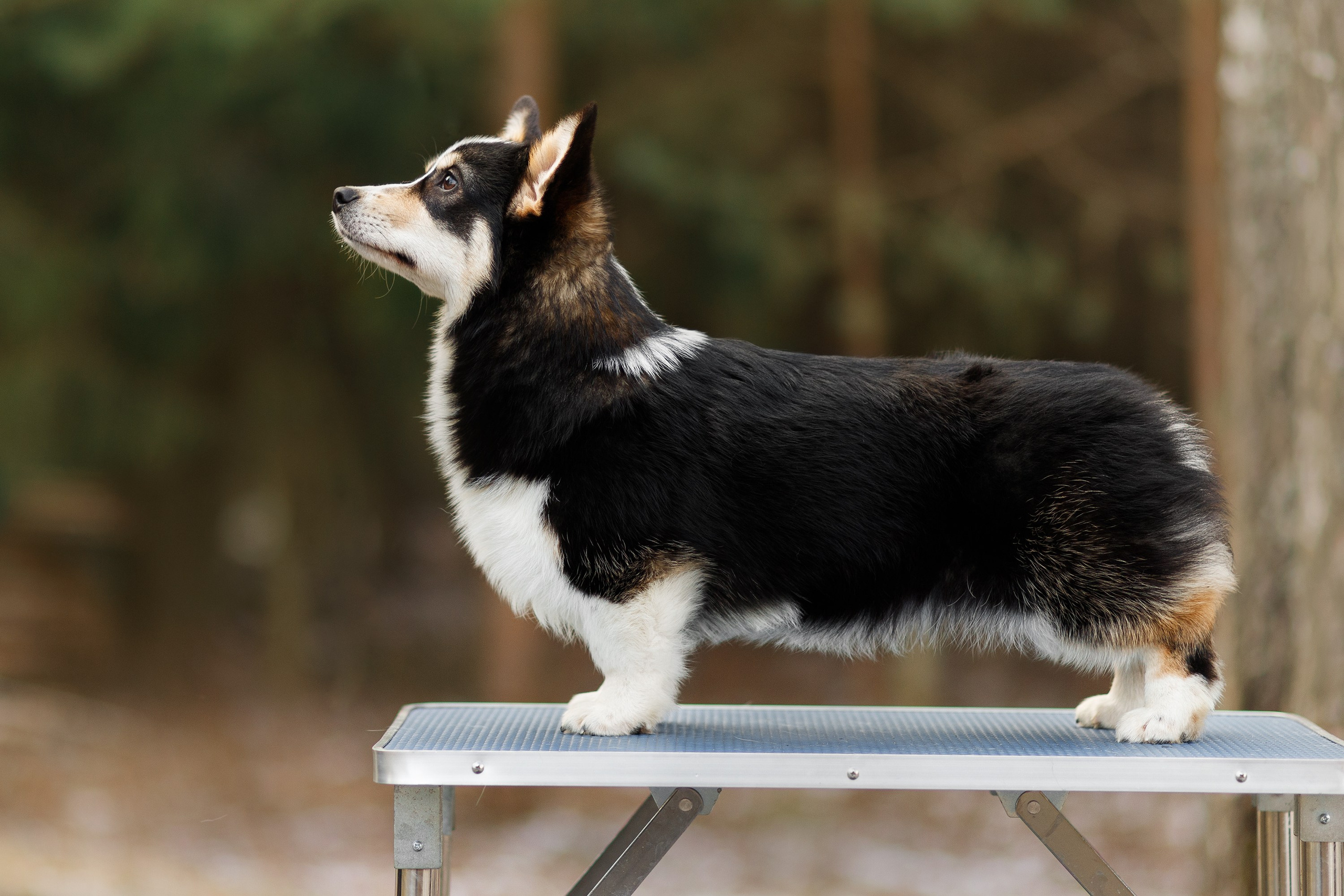 Corgi kennel & some other dogs in the forest. Kaja | fotograf psów we Wrocławiu