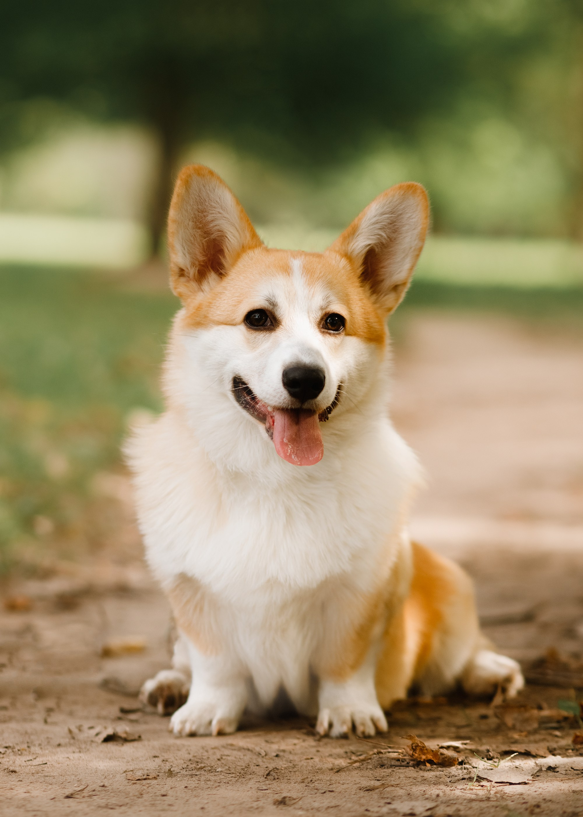 Summer photo day for dog handler. Kaja | fotograf we Wrocławiu | ludzie i psy