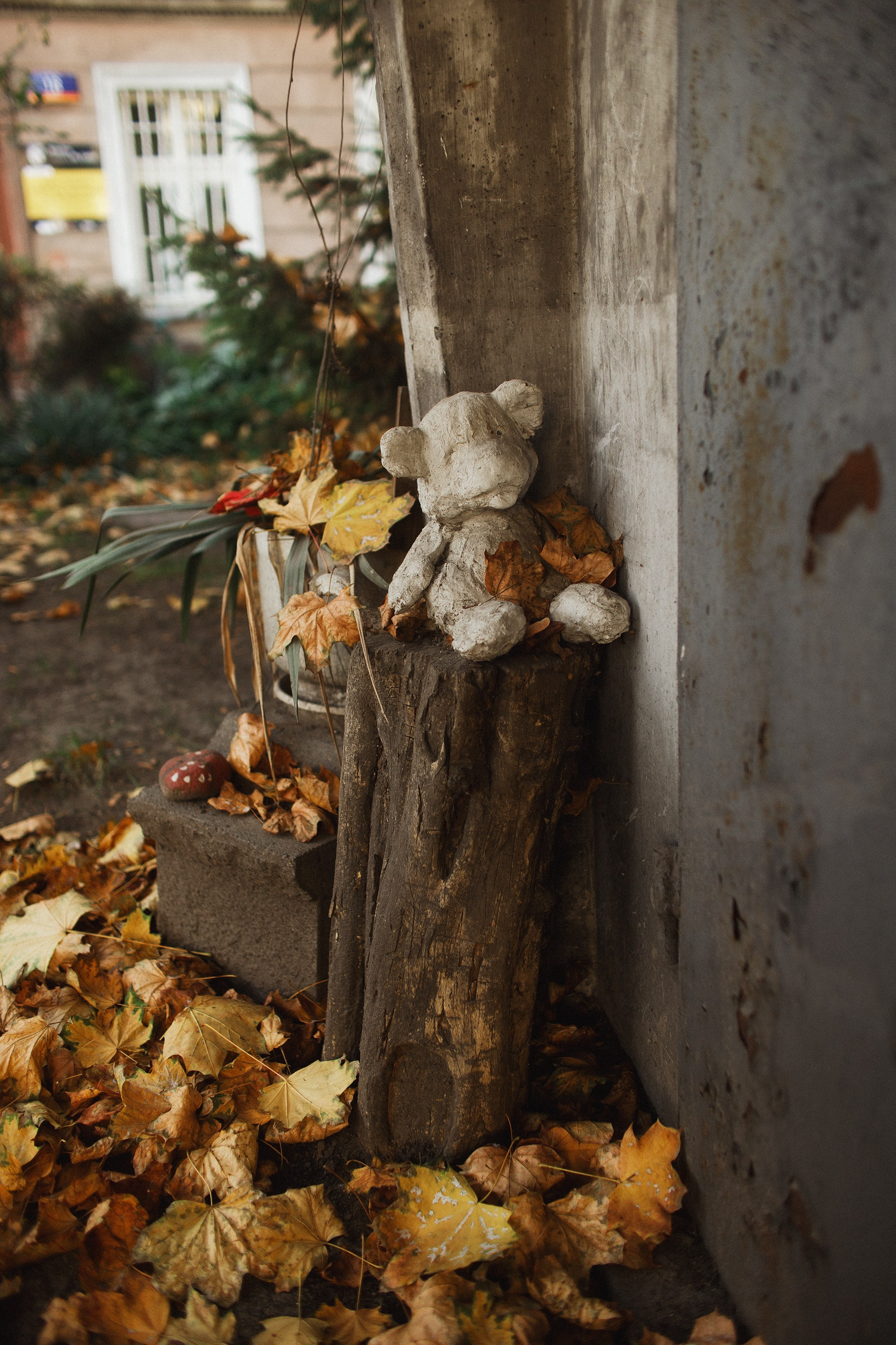 Nastya. Kaja | fotograf psów we Wrocławiu