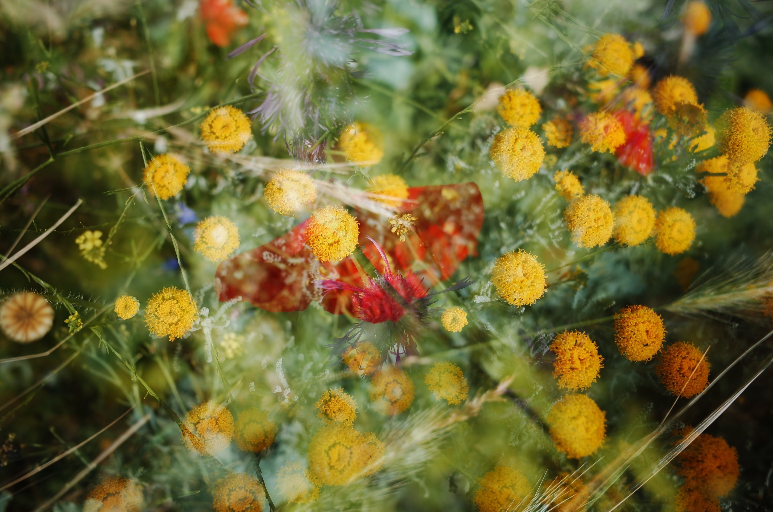 Prints. Victoria Dini. Art photography in London / Folkestone, UK