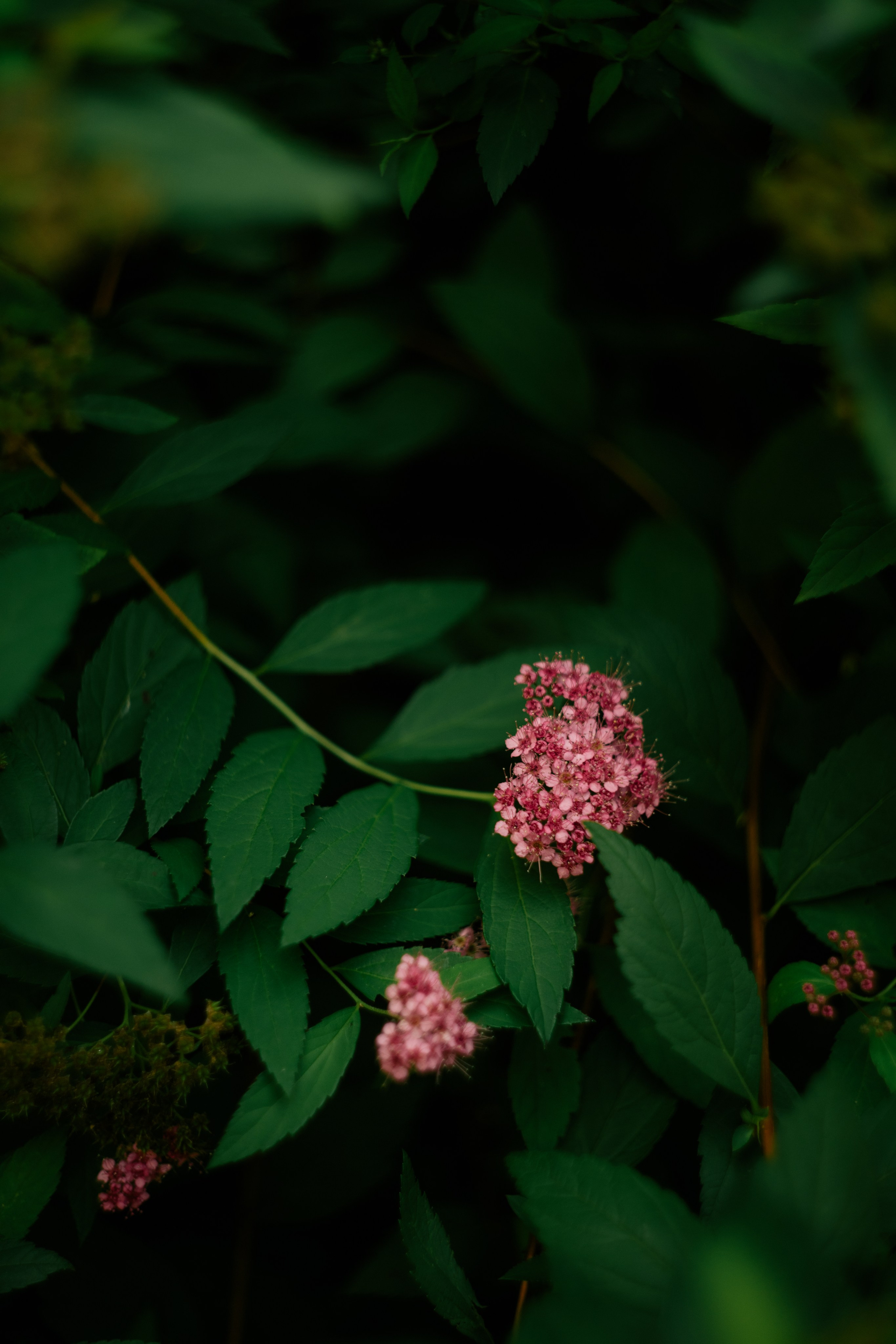 Magic portrait. Professional Photographer Abu Dhabi, Dubai — Yulia Ismoilova | 2025