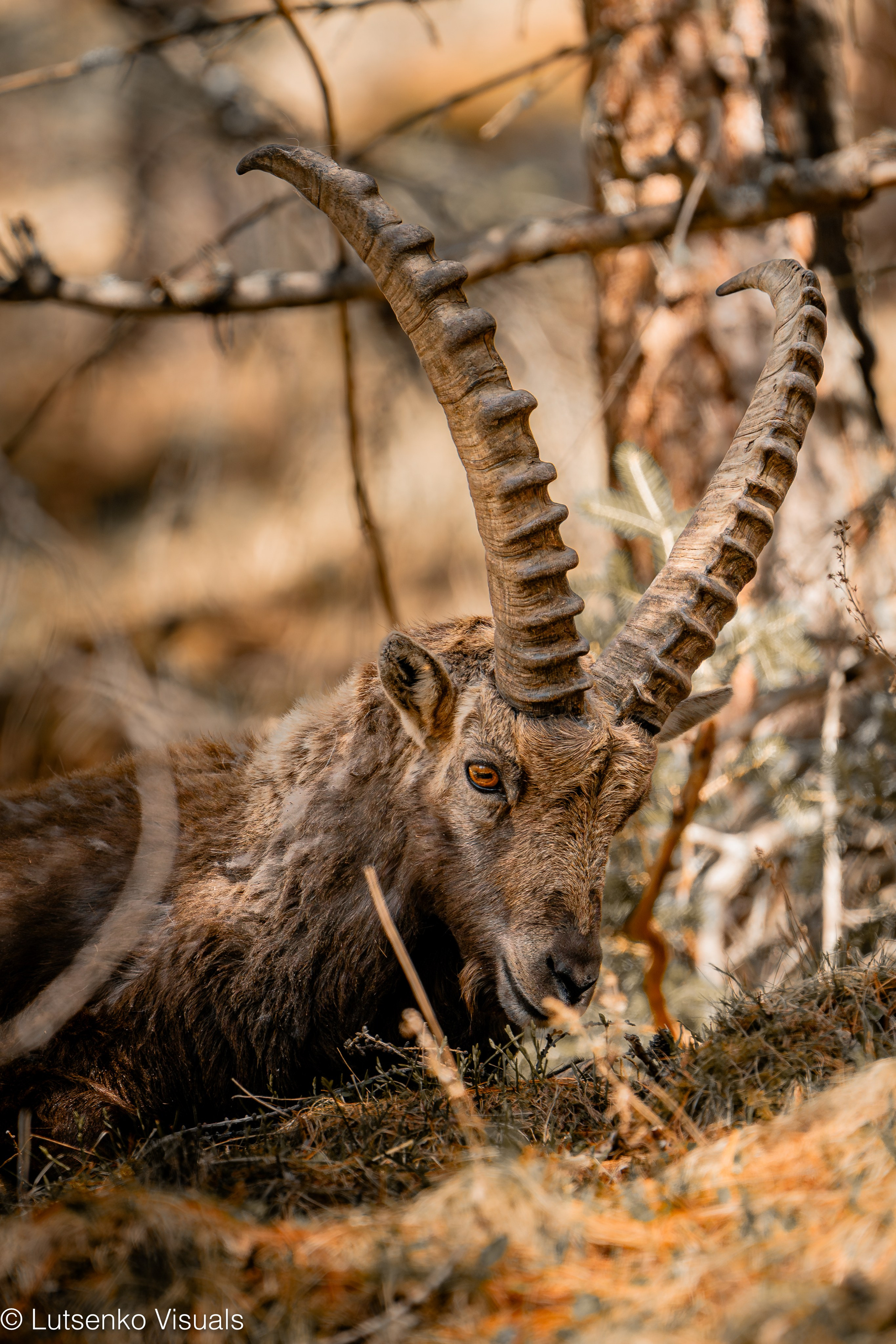 Capricorns in Pontresina. Lutsenko Visuals — Photography & Visual Content