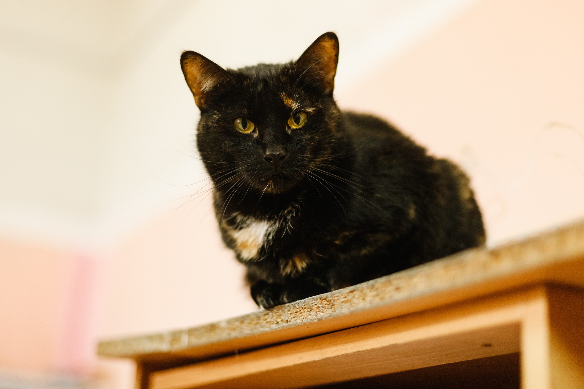 Shelter's cats for adoption. Kaja | fotograf we Wrocławiu | ludzie i psy