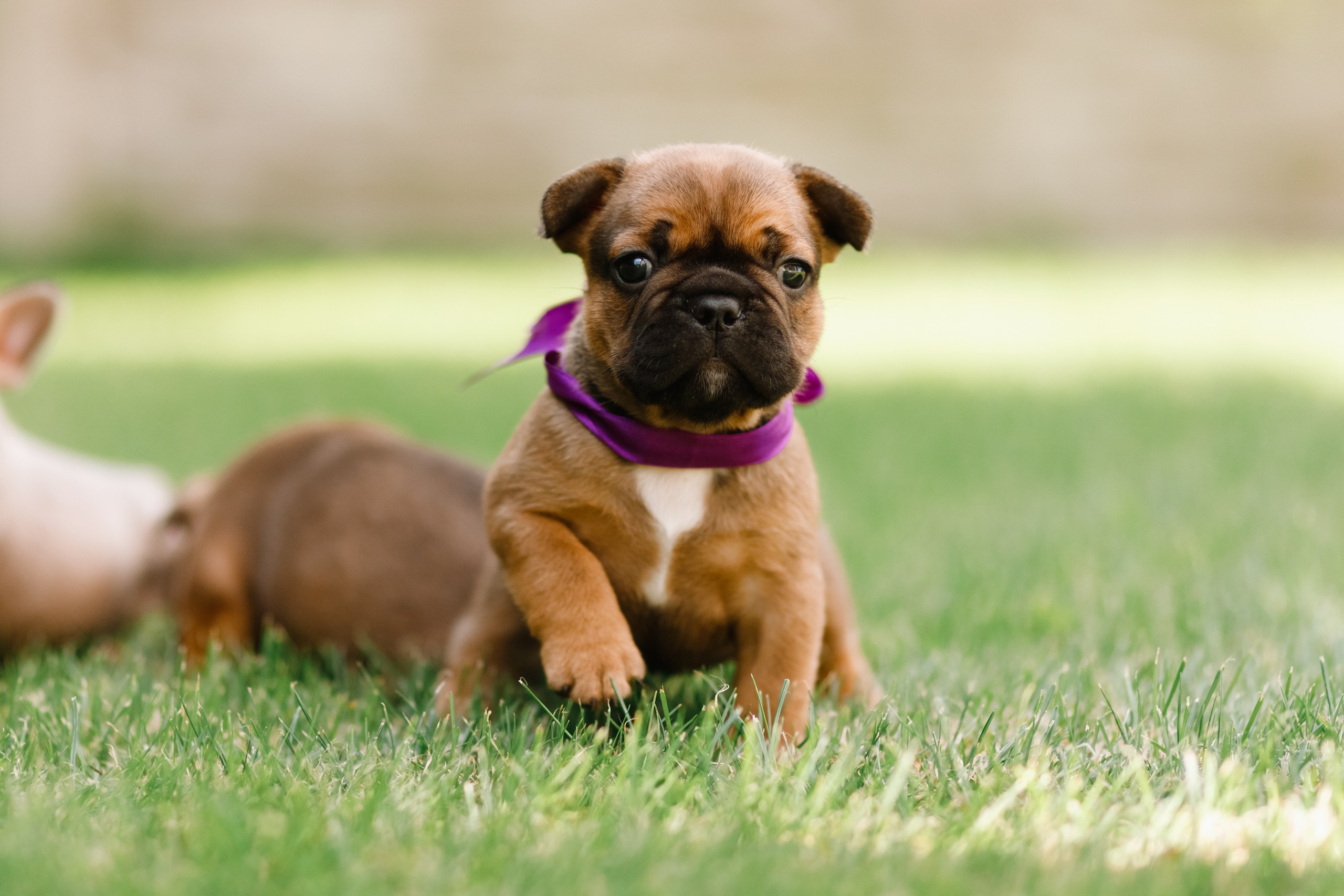 French bulldog puppies. Kaja | fotograf we Wrocławiu | ludzie i psy