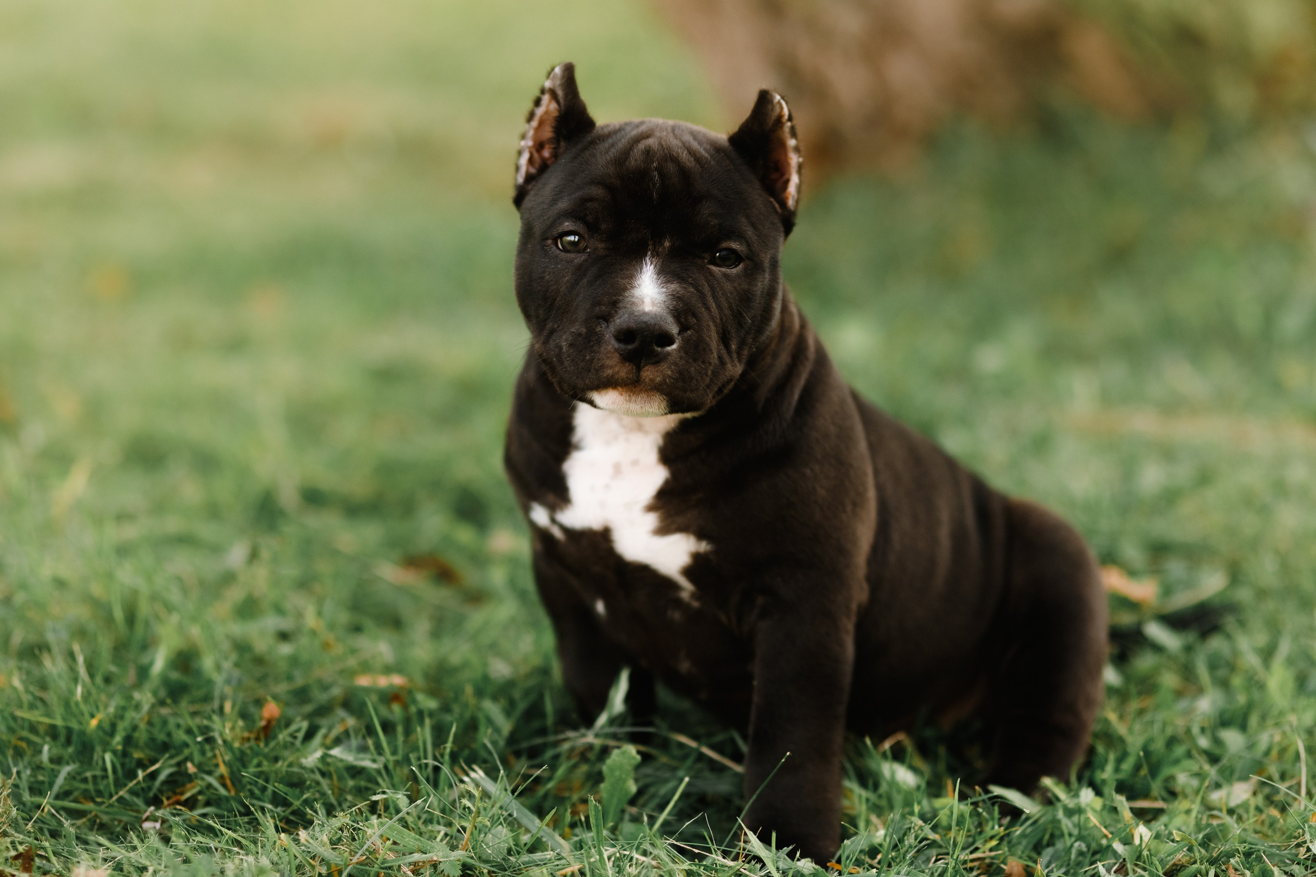 Bullie puppies. Kaja | fotograf we Wrocławiu | ludzie i psy