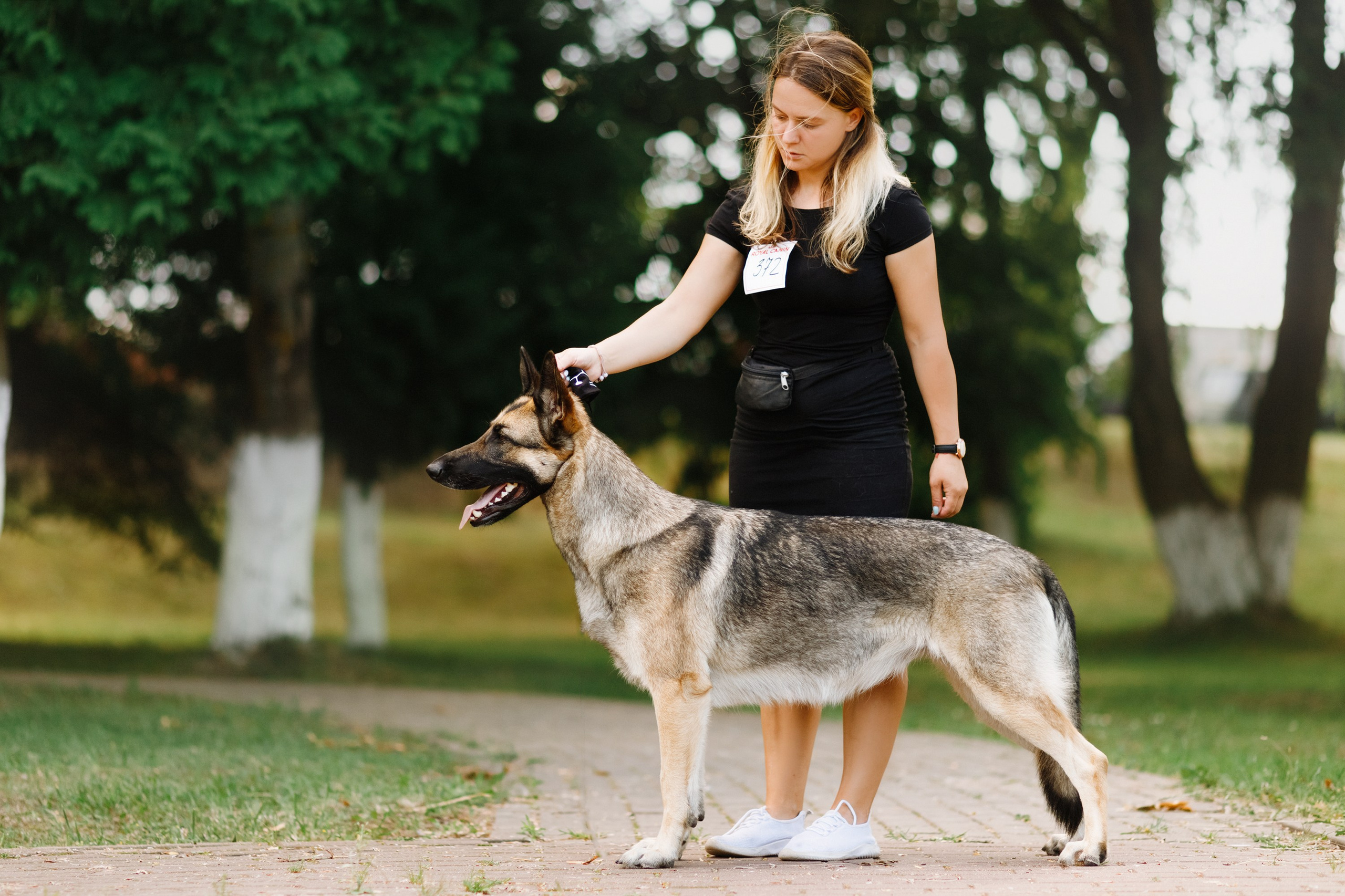 Dog shows | the best ones. Kaja | fotograf psów we Wrocławiu