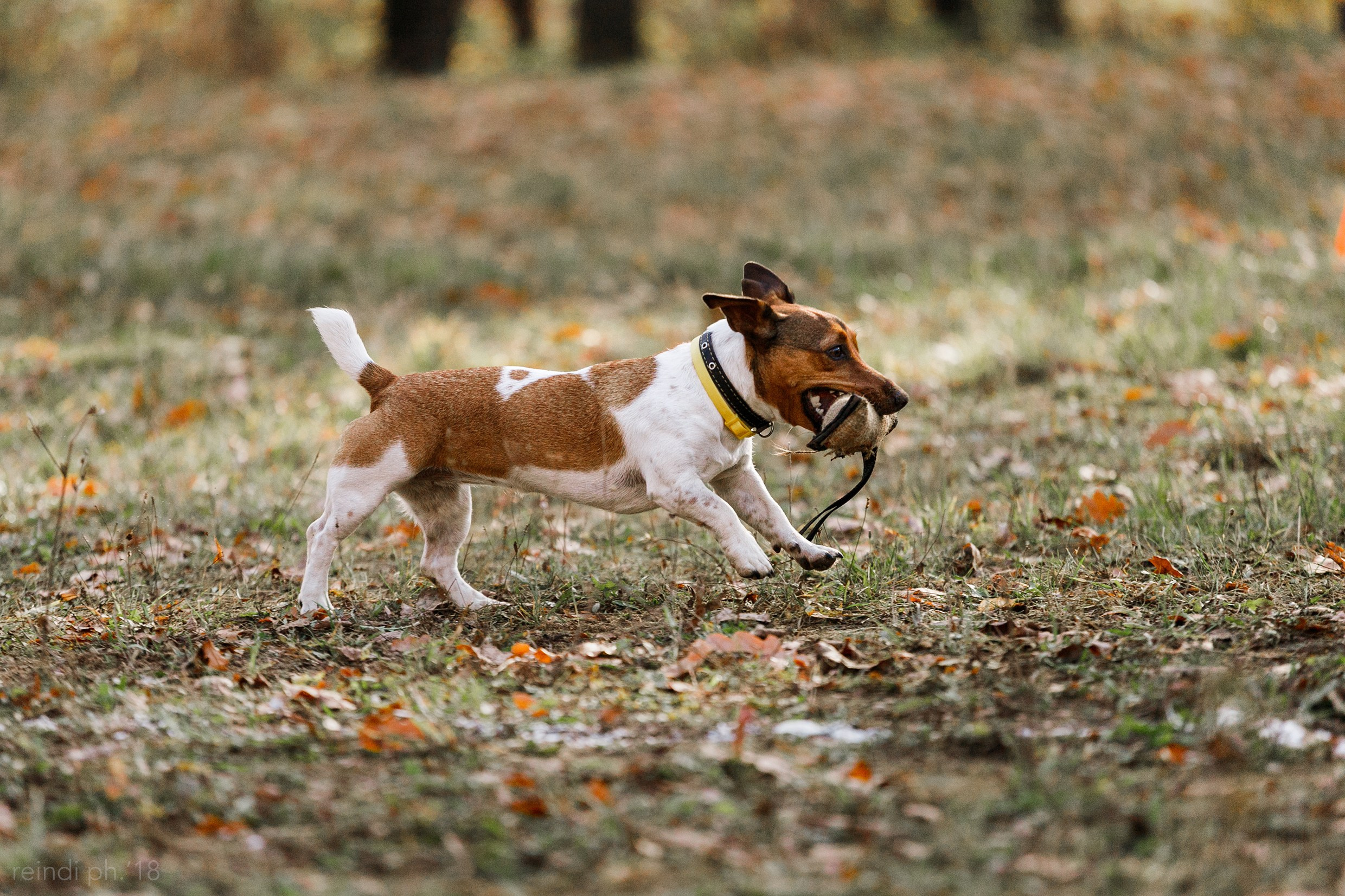 Frisbee and dog puller championship | autumn. Kaja | fotograf we Wrocławiu | ludzie i psy