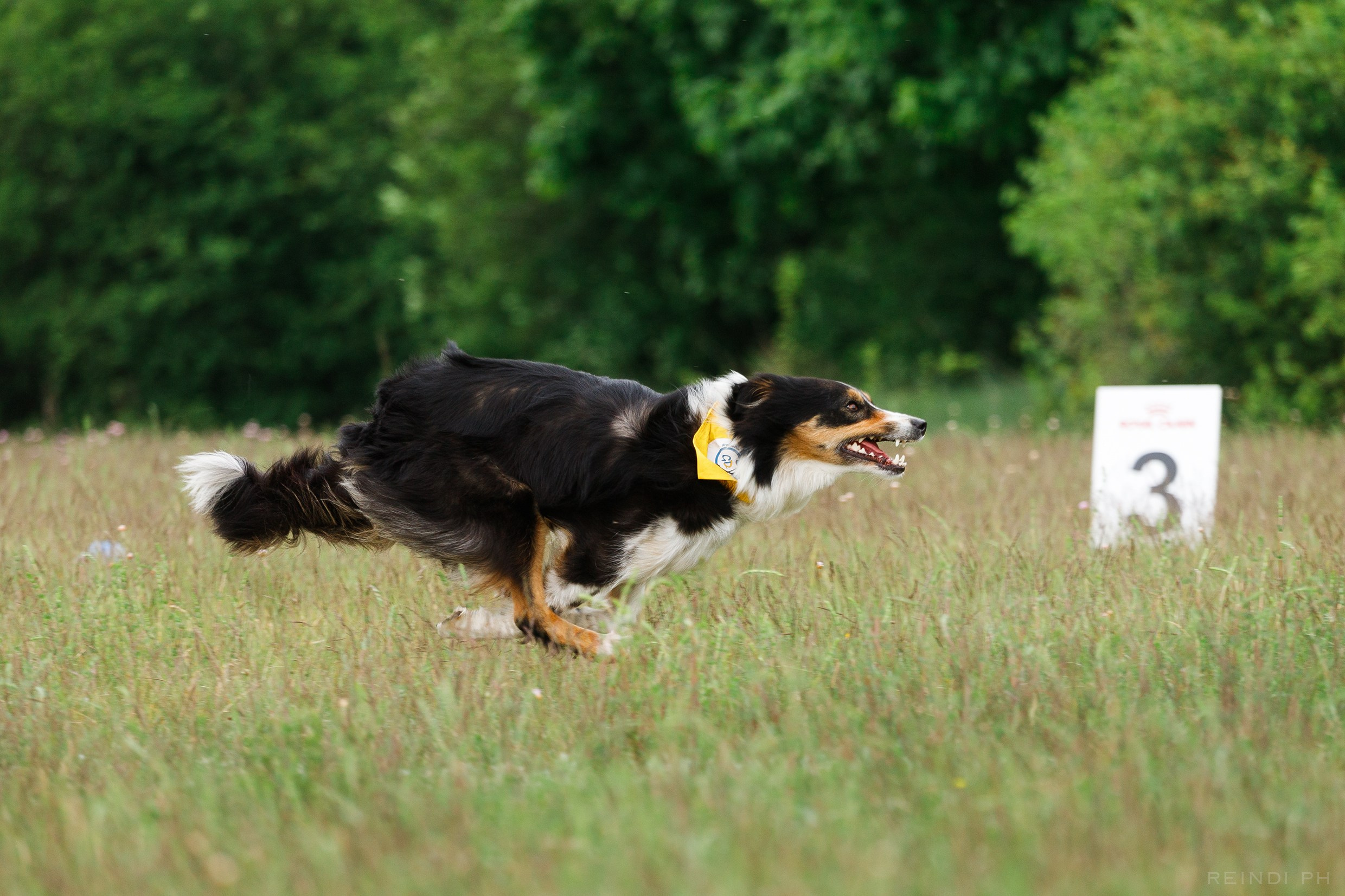 Dog frisbee championship | summer. Kaja | fotograf we Wrocławiu | ludzie i psy