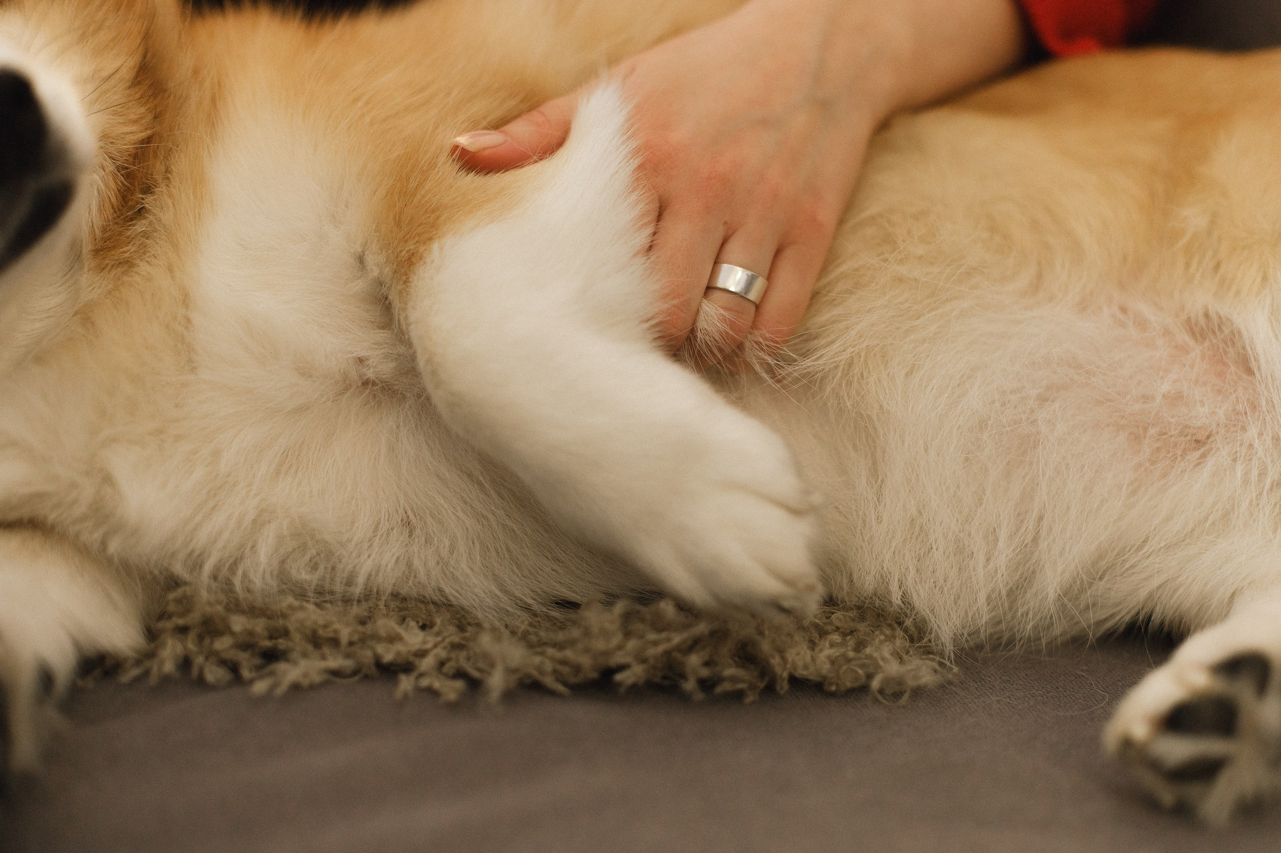 Dasha & Daisy. Kaja | fotograf psów we Wrocławiu