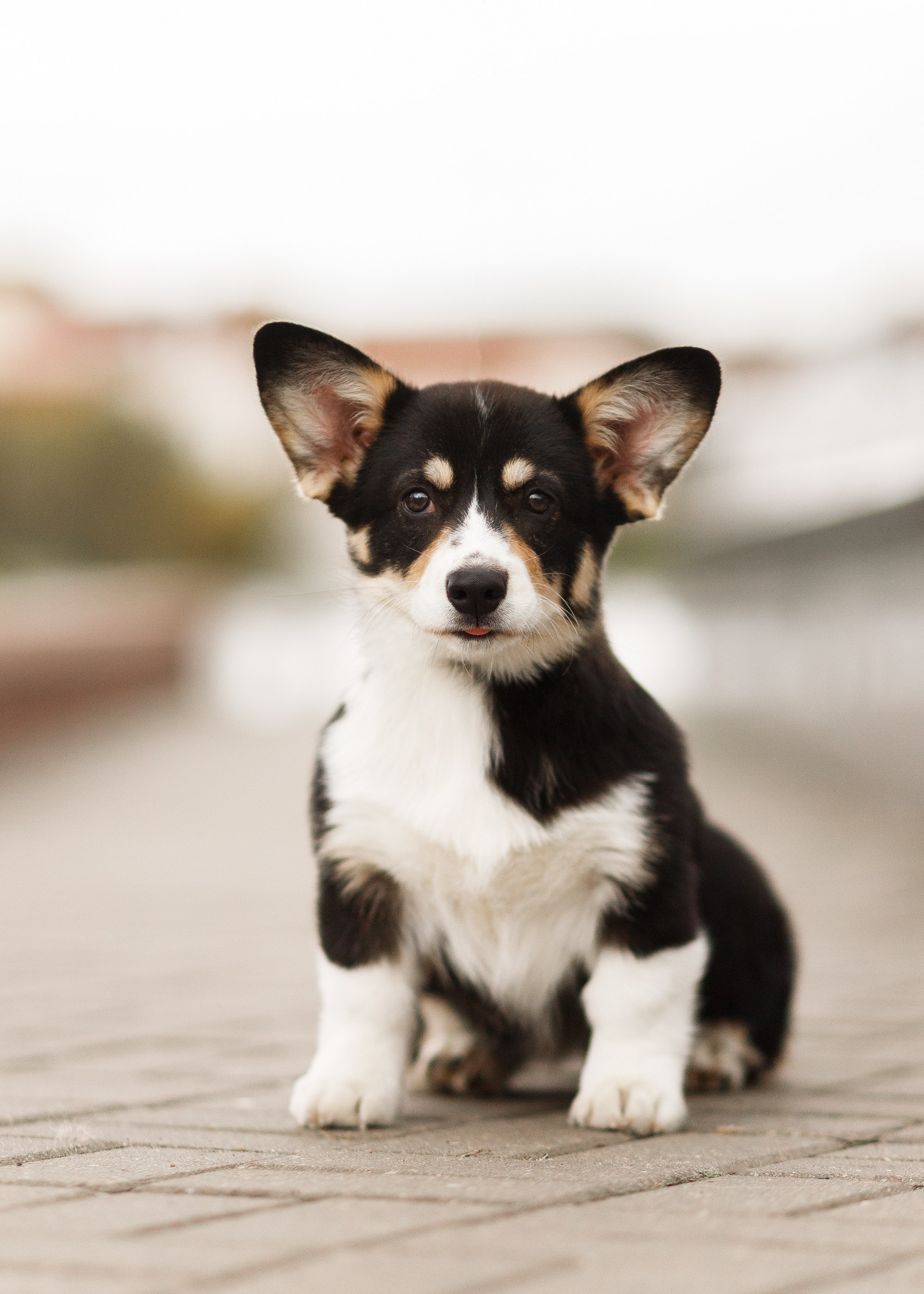 Autumn photo day for dog handler. Kaja | fotograf we Wrocławiu | ludzie i psy