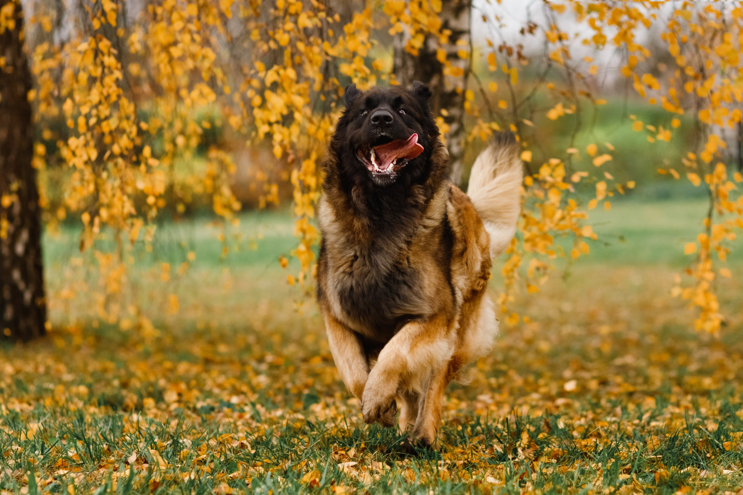 Leonbergers. Kaja | fotograf we Wrocławiu | ludzie i psy