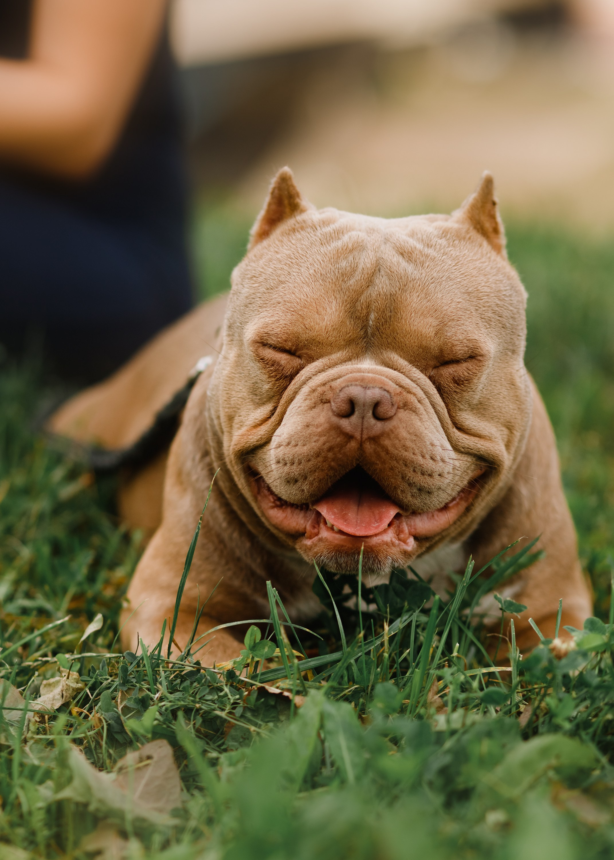 Alesya & her bullies. Kaja | fotograf we Wrocławiu | ludzie i psy