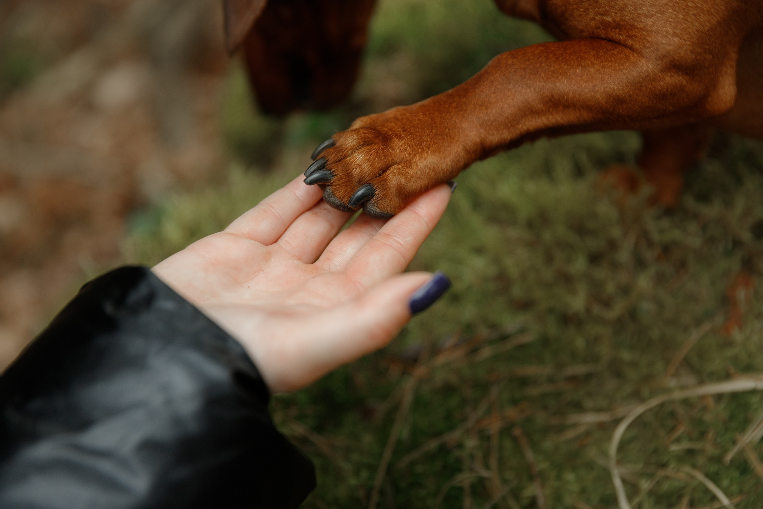 Ania, Franek & Vincent. Kaja | fotograf psów we Wrocławiu