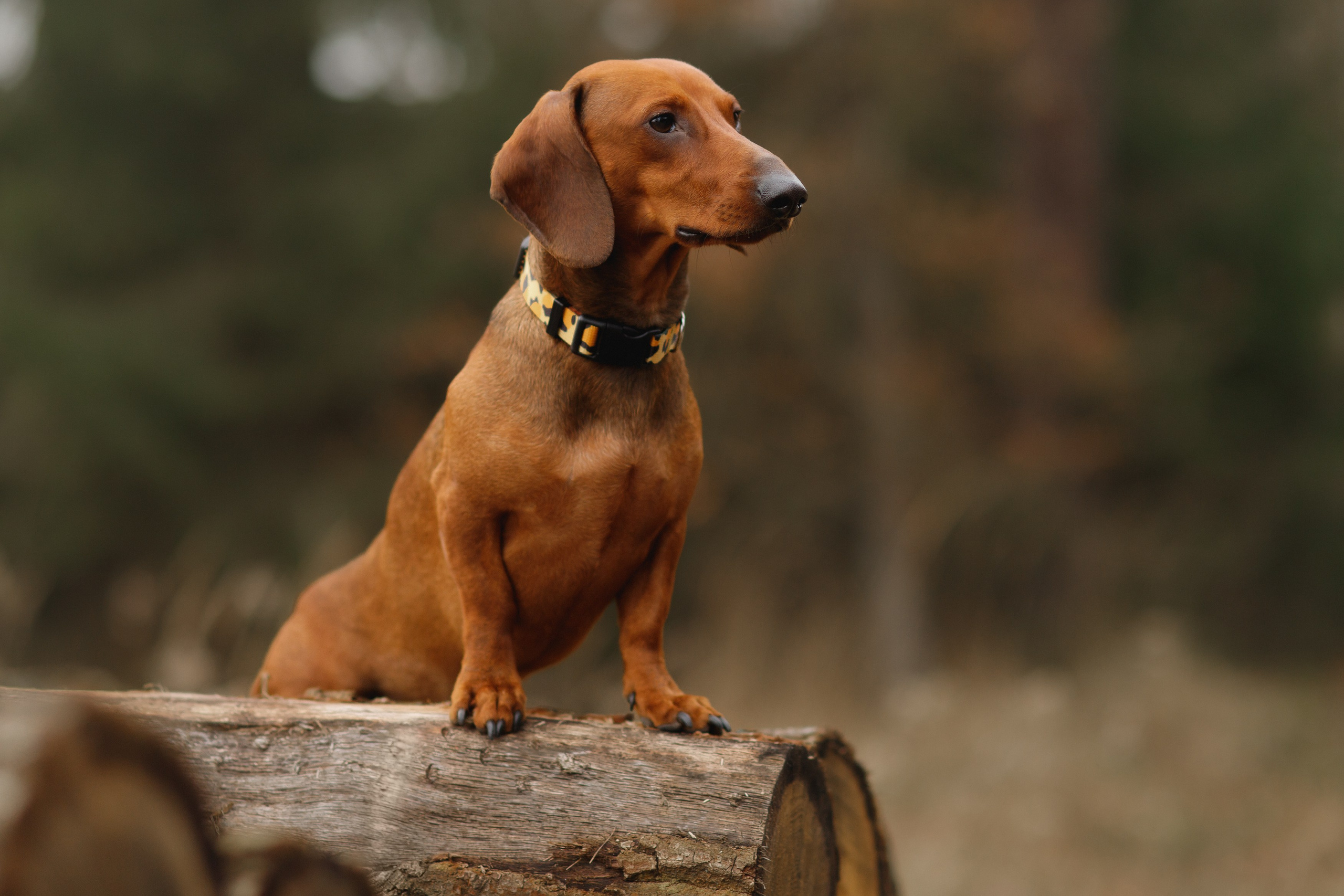 Ania, Franek & Vincent. Kaja | fotograf psów we Wrocławiu