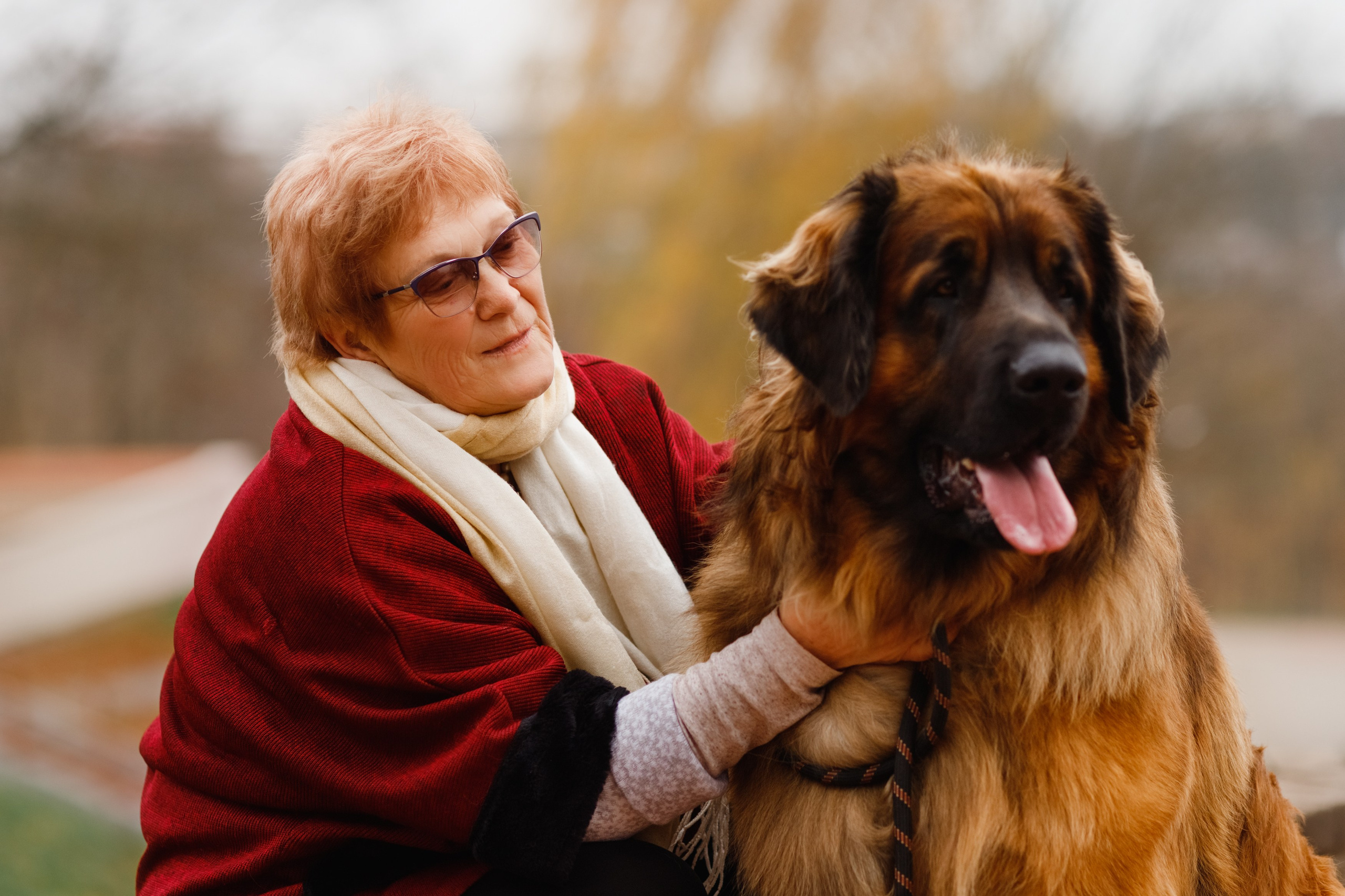 Leonbergers. Kaja | fotograf we Wrocławiu | ludzie i psy