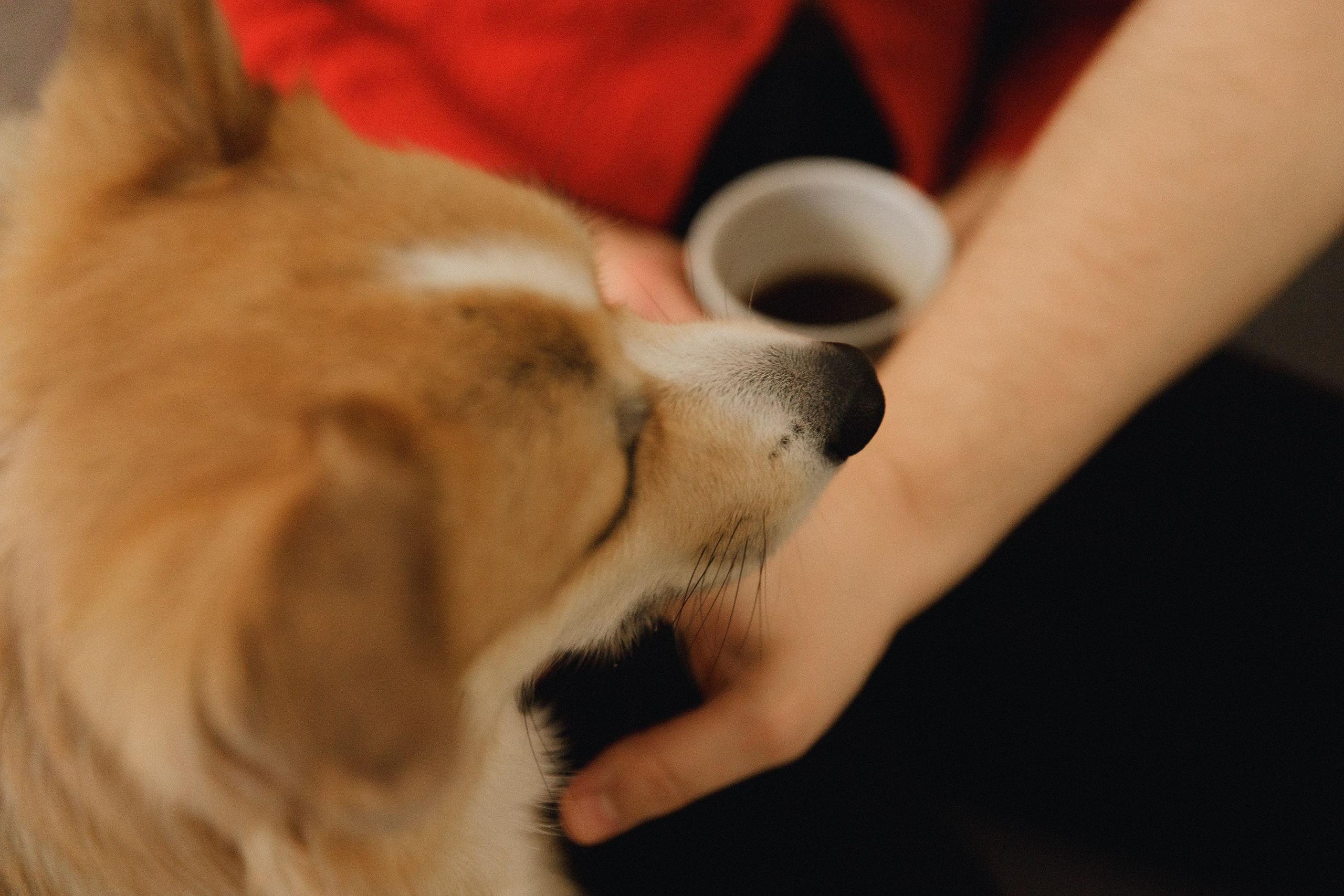 Dasha & Daisy. Kaja | fotograf psów we Wrocławiu