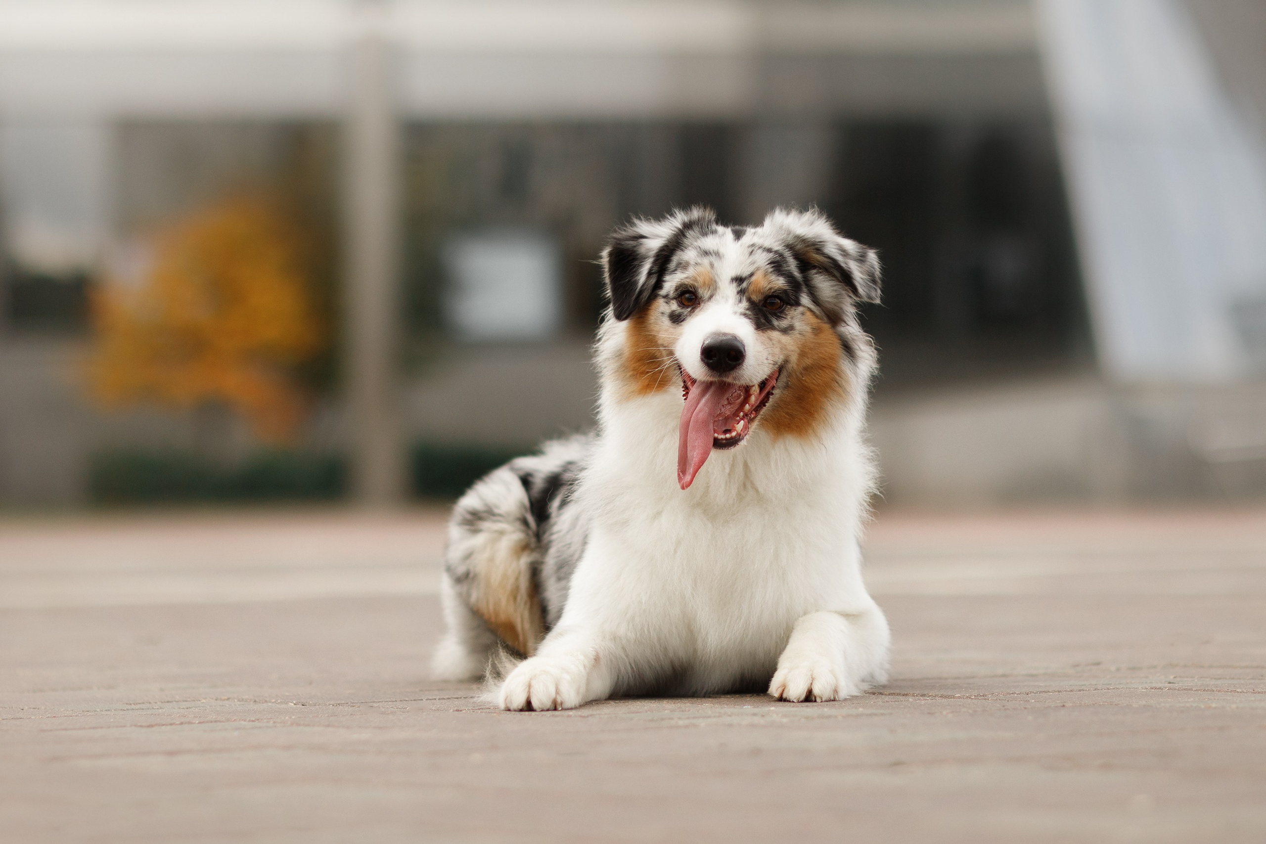 Autumn photo day for dog handler. Kaja | fotograf we Wrocławiu | ludzie i psy