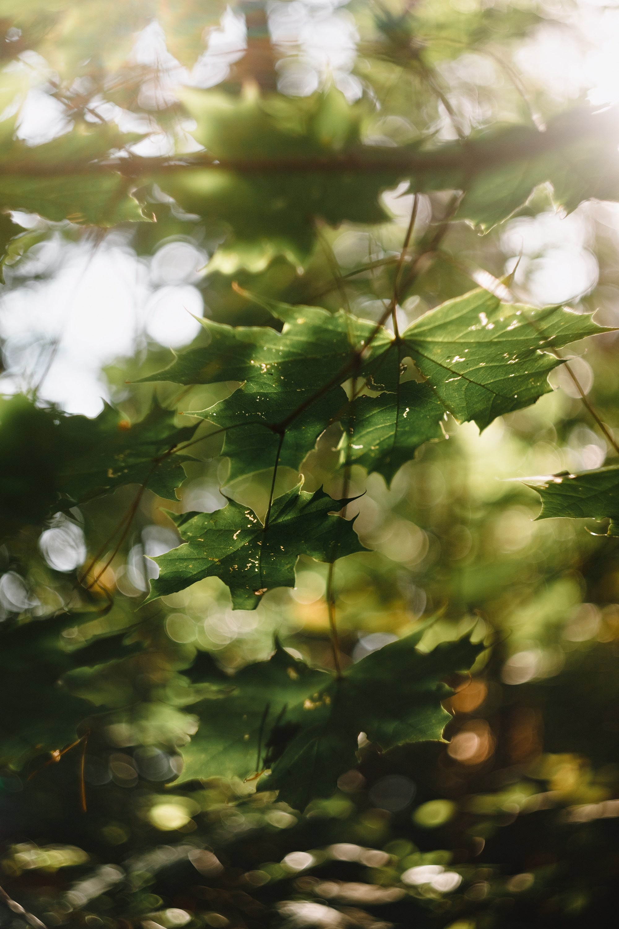 Grodno. Kaja | fotograf we Wrocławiu | ludzie i psy