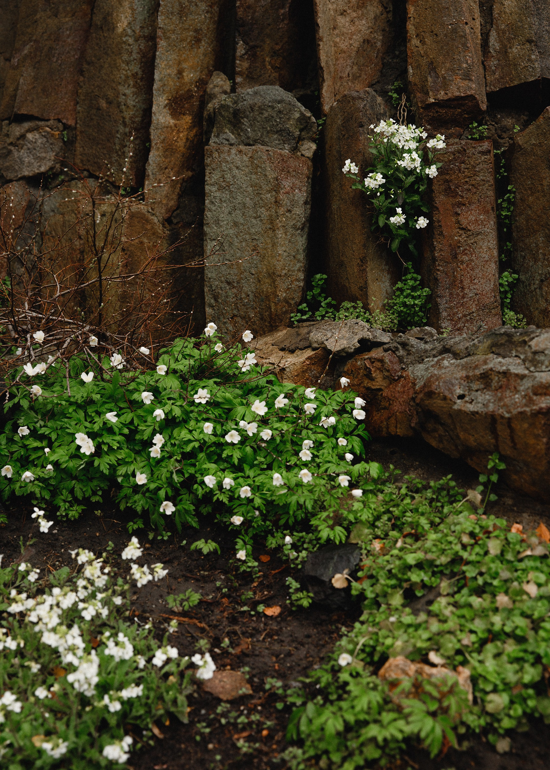 Botanical garden in Wroclaw. Kaja | fotograf we Wrocławiu | ludzie i psy
