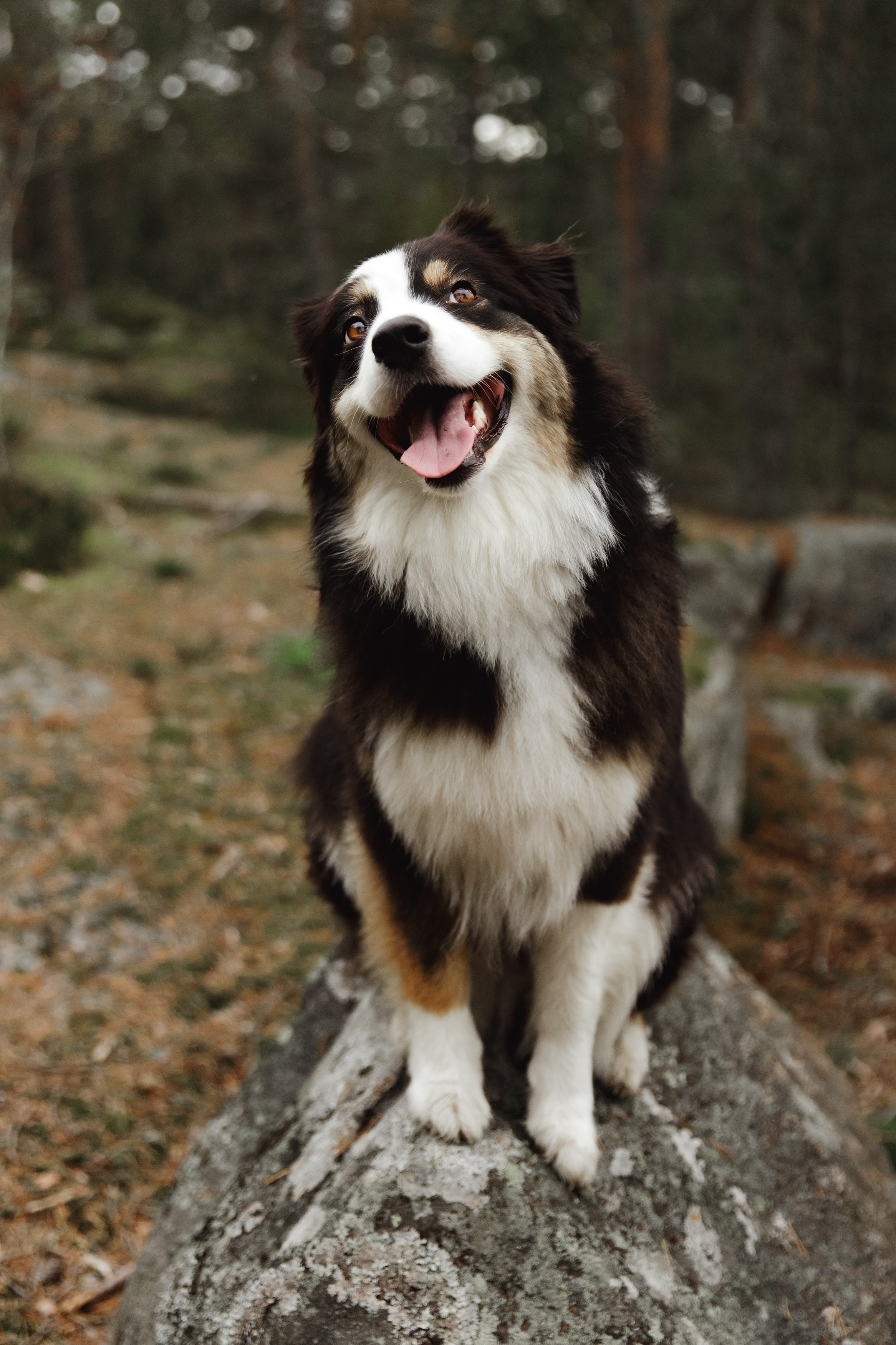 Finnish mossy hills. Kaja | fotograf psów we Wrocławiu