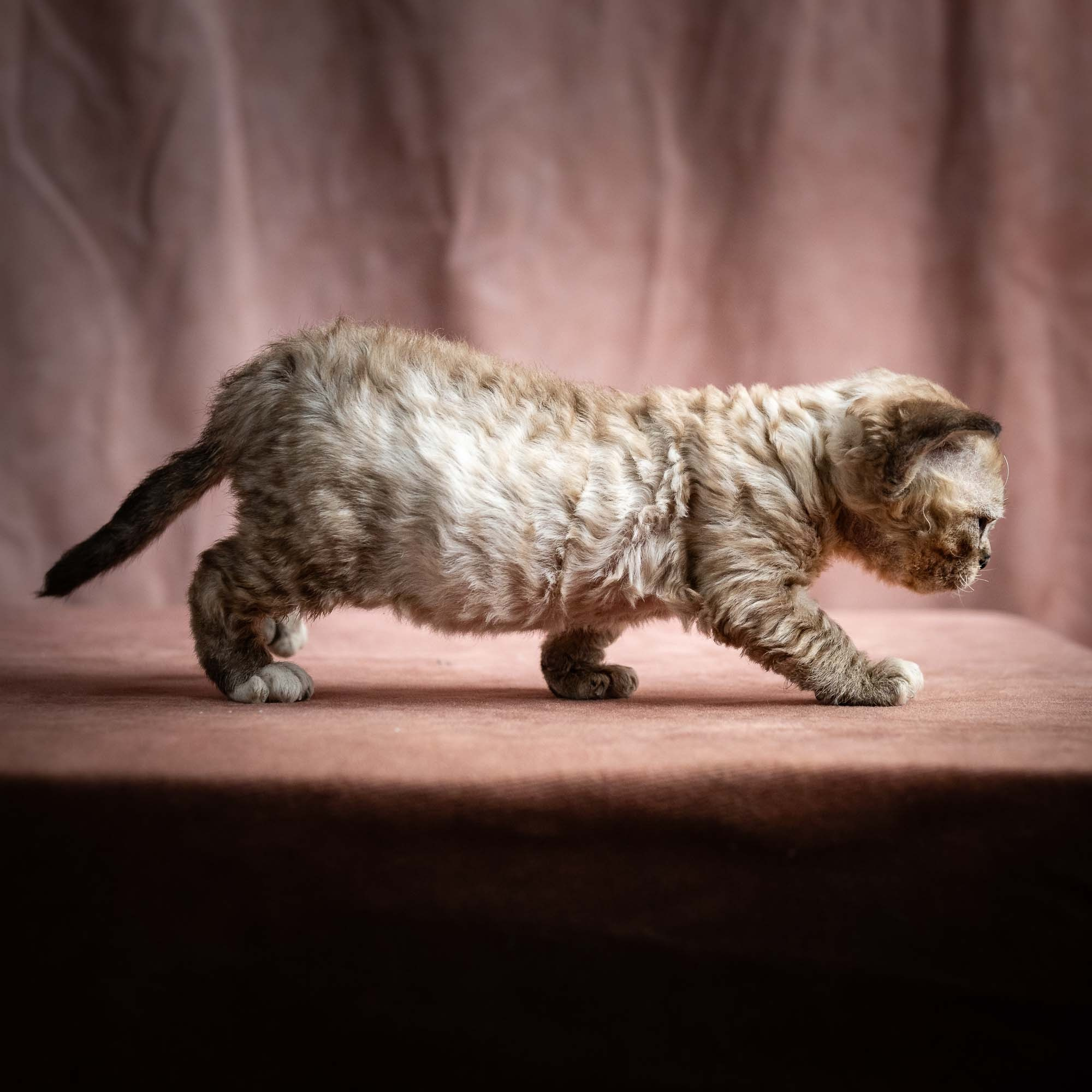 Remy, boy, born 05.08.26. Devon Rex Pixie Cattery