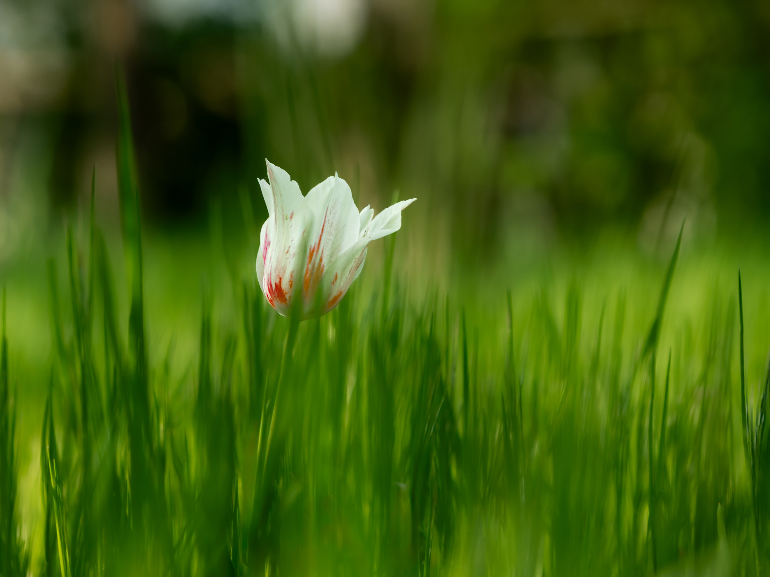 Portret bebeluș la botez realizat de Mitroi Iulian
